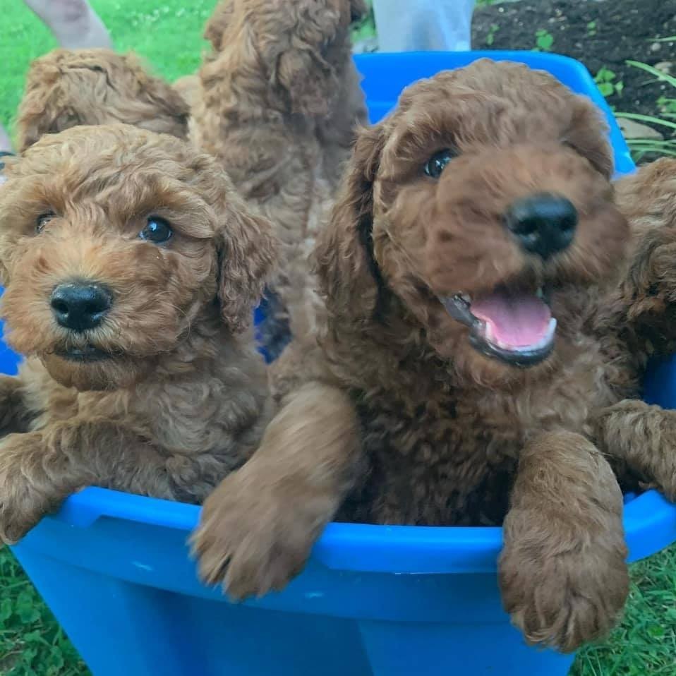 Meet Dina Demarest NashvilleVoyager Magazine Nashville's Most