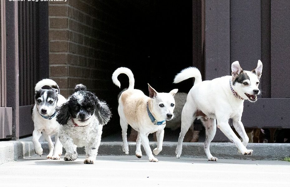 Old Friends Senior Dog - Old Friends Senior Dog Sanctuary