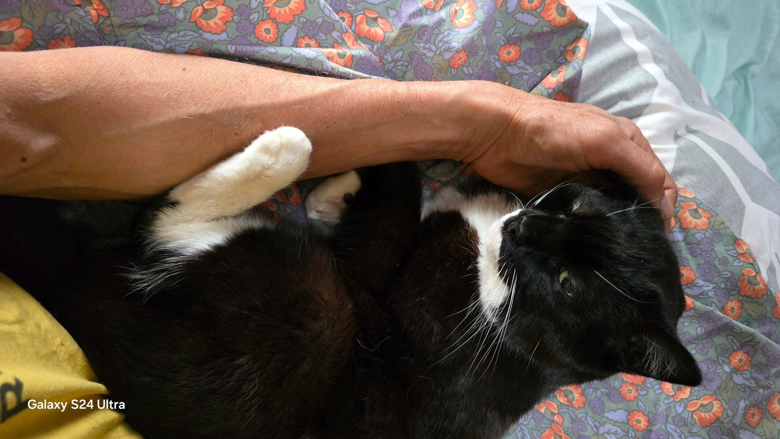 Person's arm resting on a black and white cat lying on a patterned blanket.
