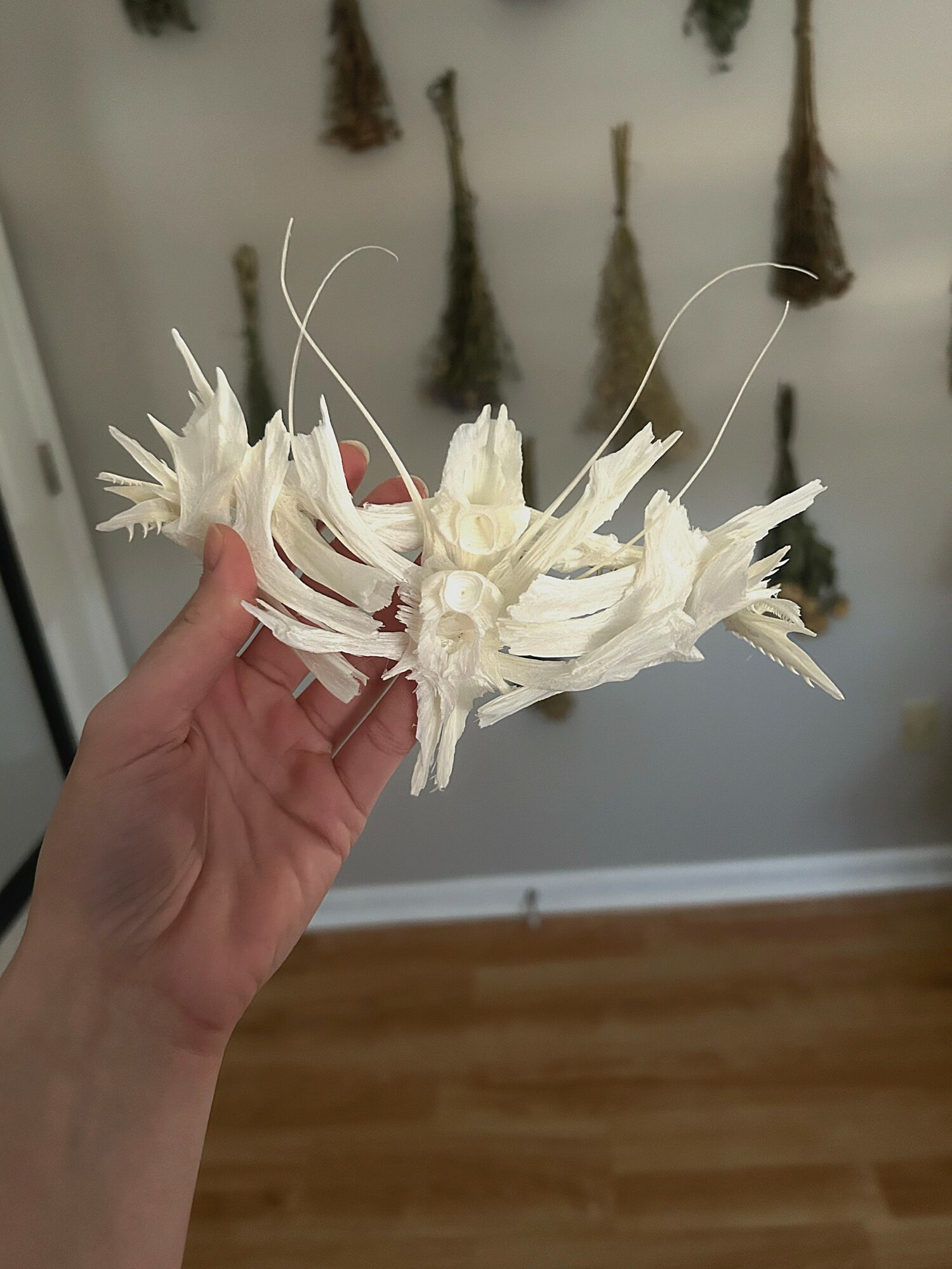 Hand holding a white, spiky, star-shaped object with long thin extensions, against a background of a wall with hanging plants.