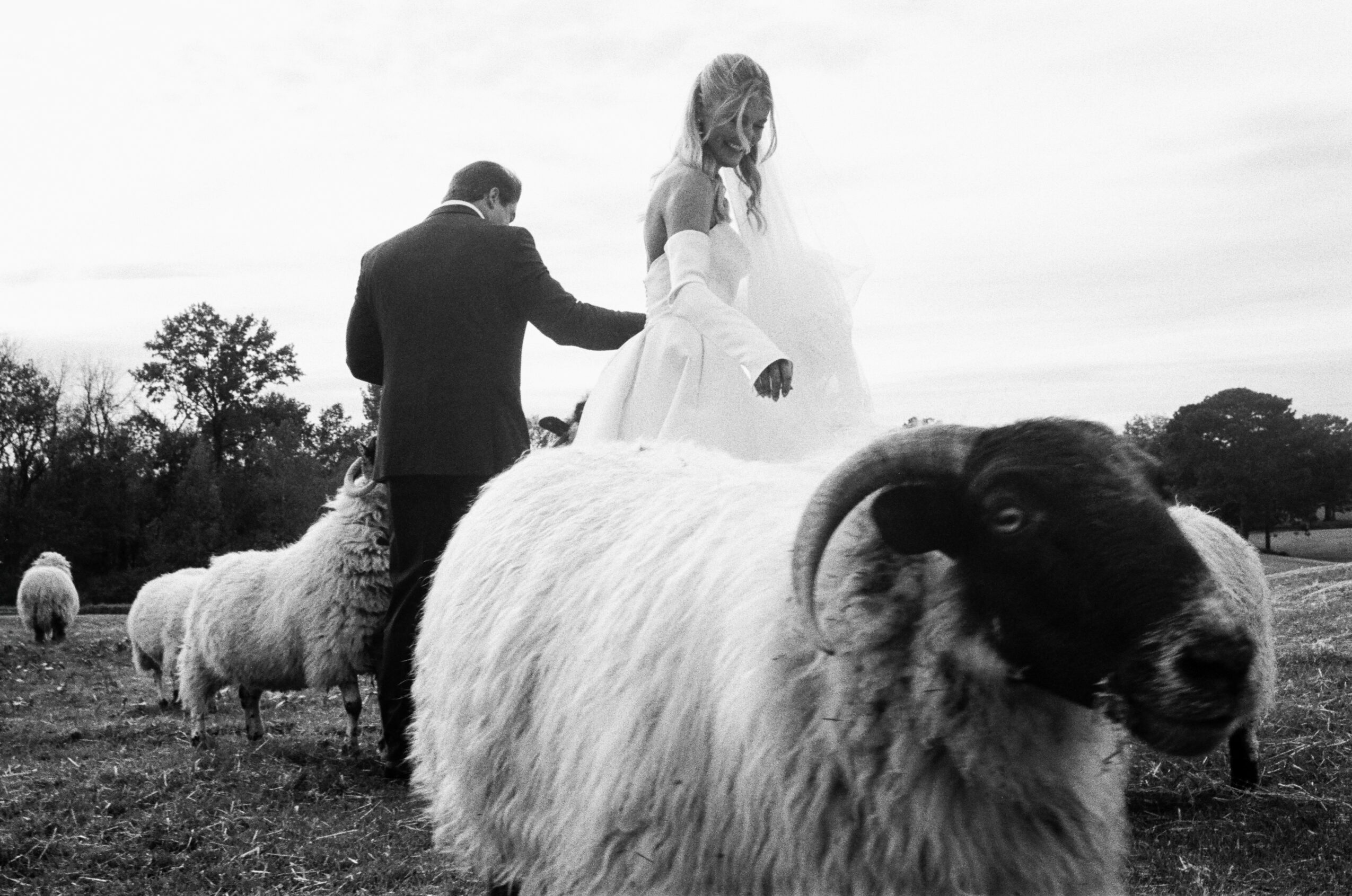 A man and woman in wedding attire standing on a field with sheep and a large ram in foreground.