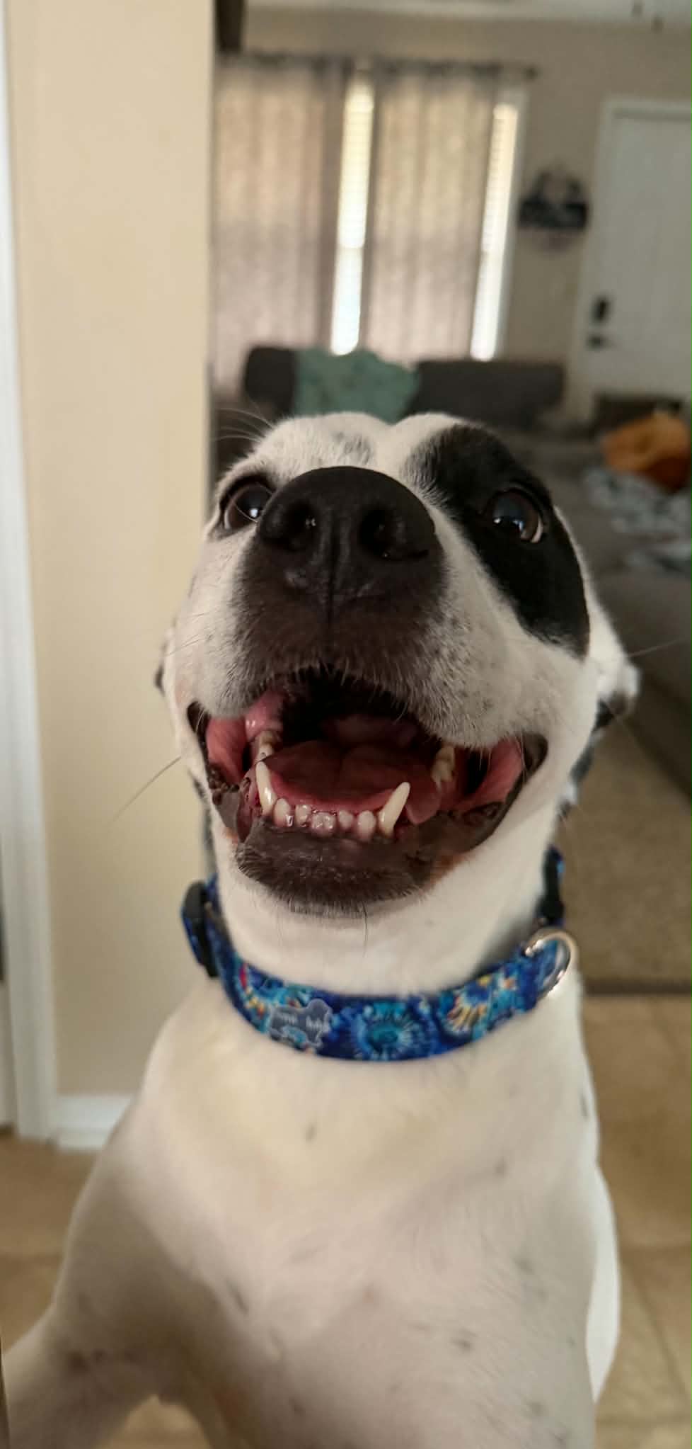 Dog with open mouth, showing teeth, wearing a blue collar, indoors with curtains and furniture in background.