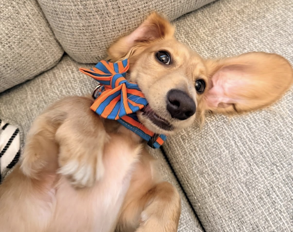 Dog with large ears, wearing a striped bow tie, lying on a couch, looking at the camera.