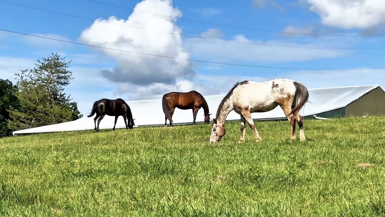 Three horses grazing on a grassy field under a blue sky with clouds, with a barn in the background.