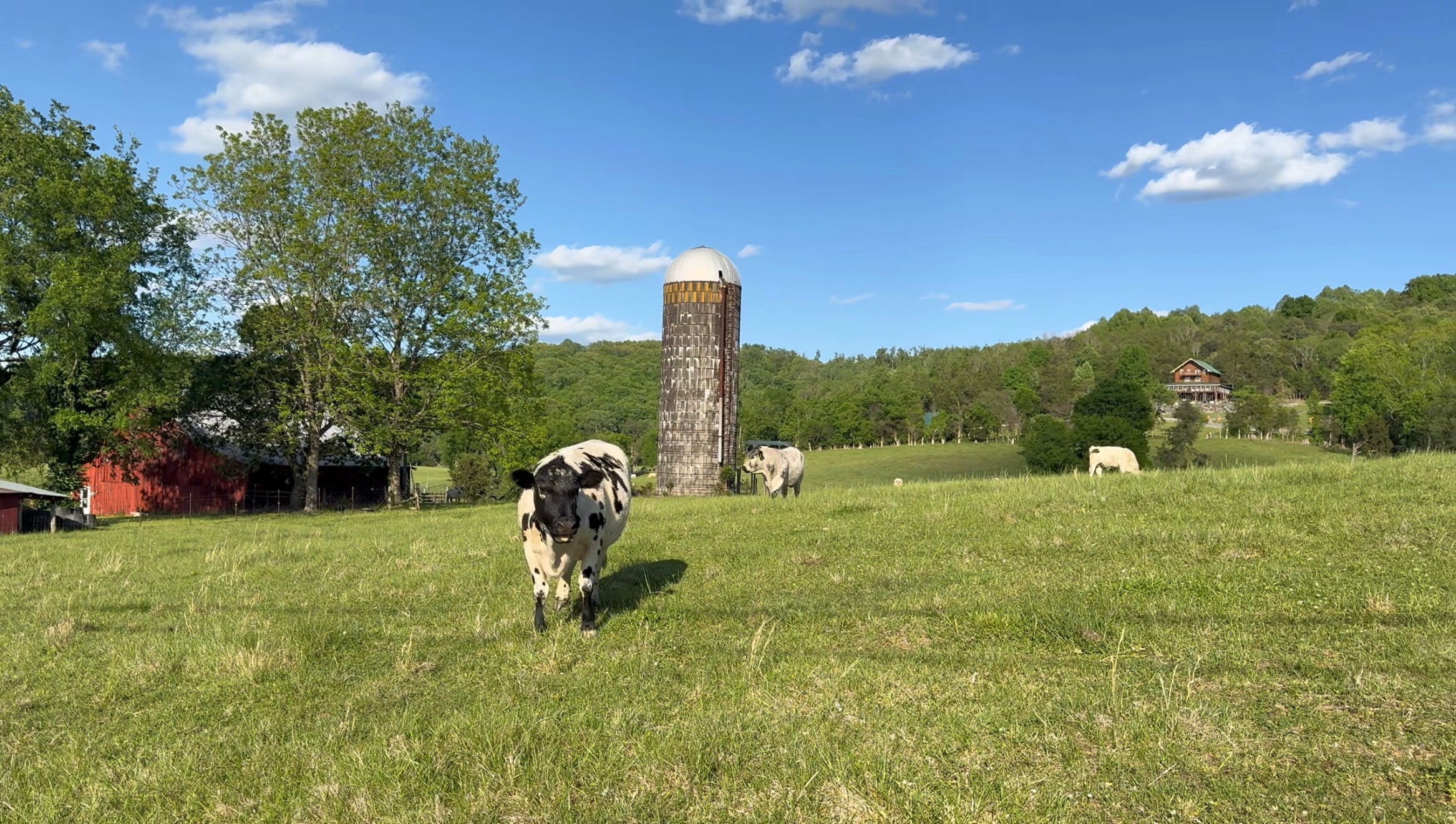 Cow standing on grassy field with trees, a silo, and a blue sky with clouds in the background.