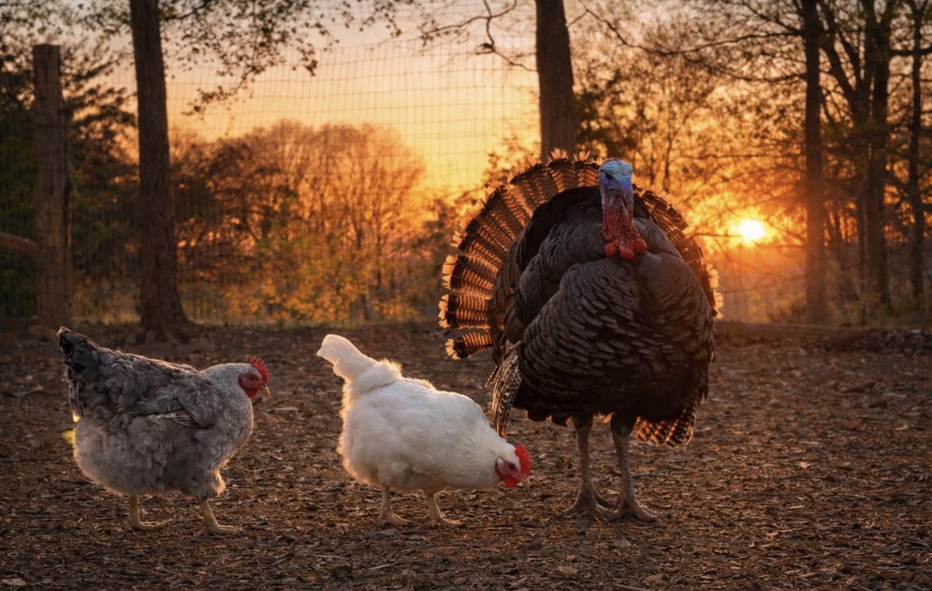 A turkey and two chickens outdoors at sunset, with trees and a sunset sky in the background.