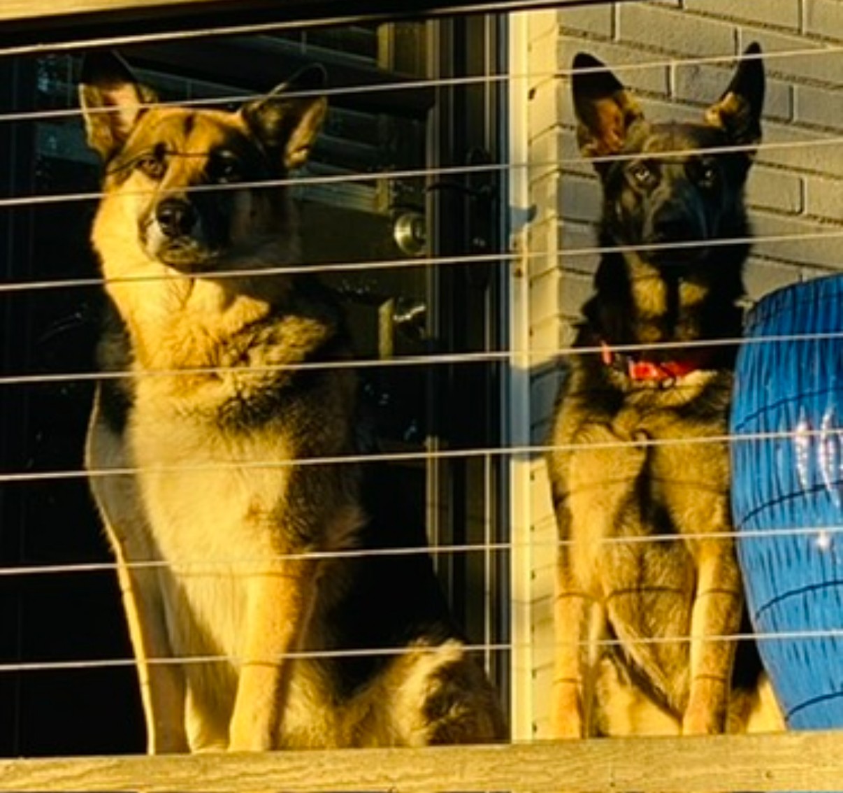 Two dogs behind a window with horizontal blinds, one sitting and one standing, with a blue object nearby.