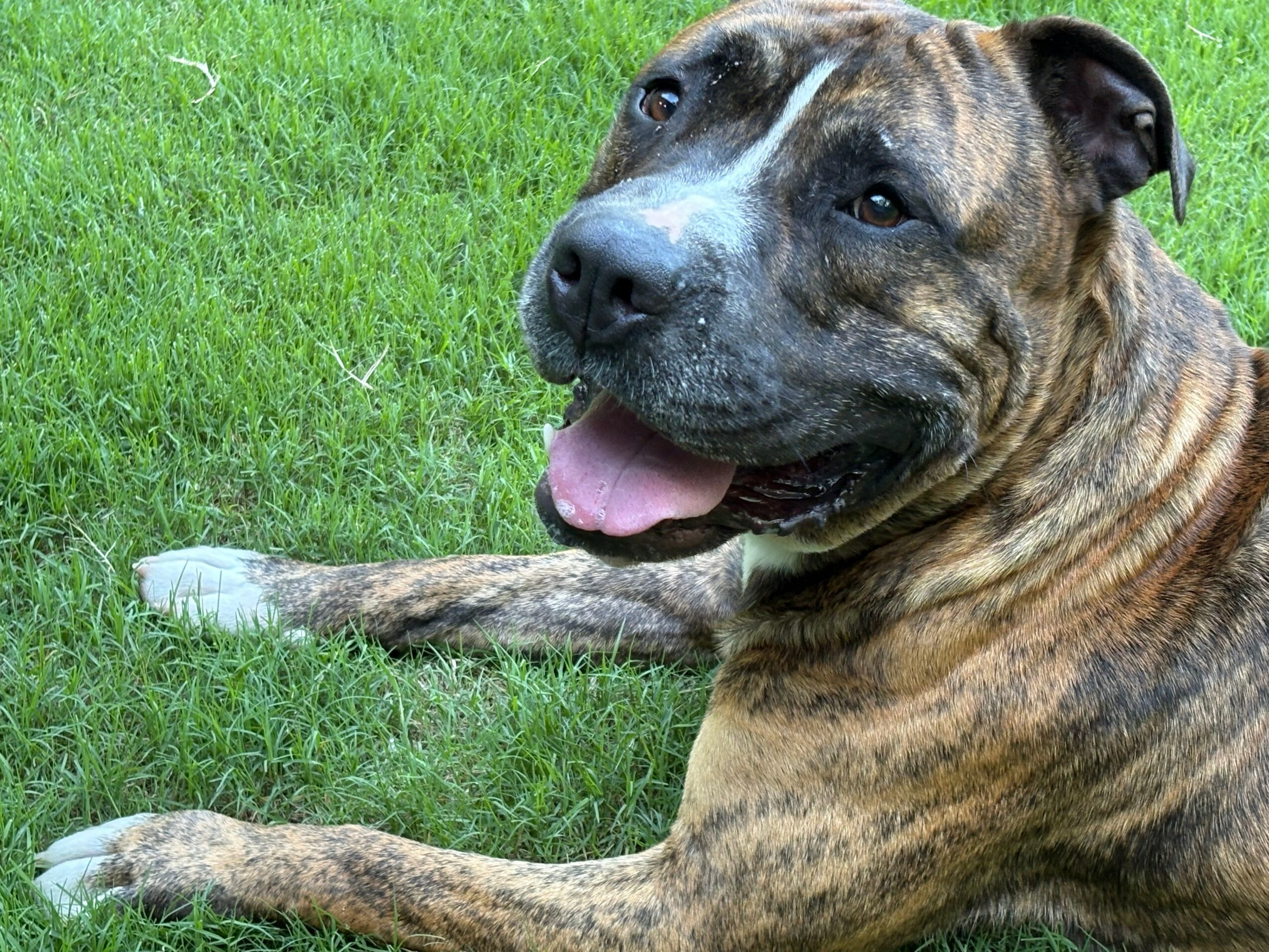 Brindle-colored dog lying on green grass, mouth open, tongue out, looking happy.