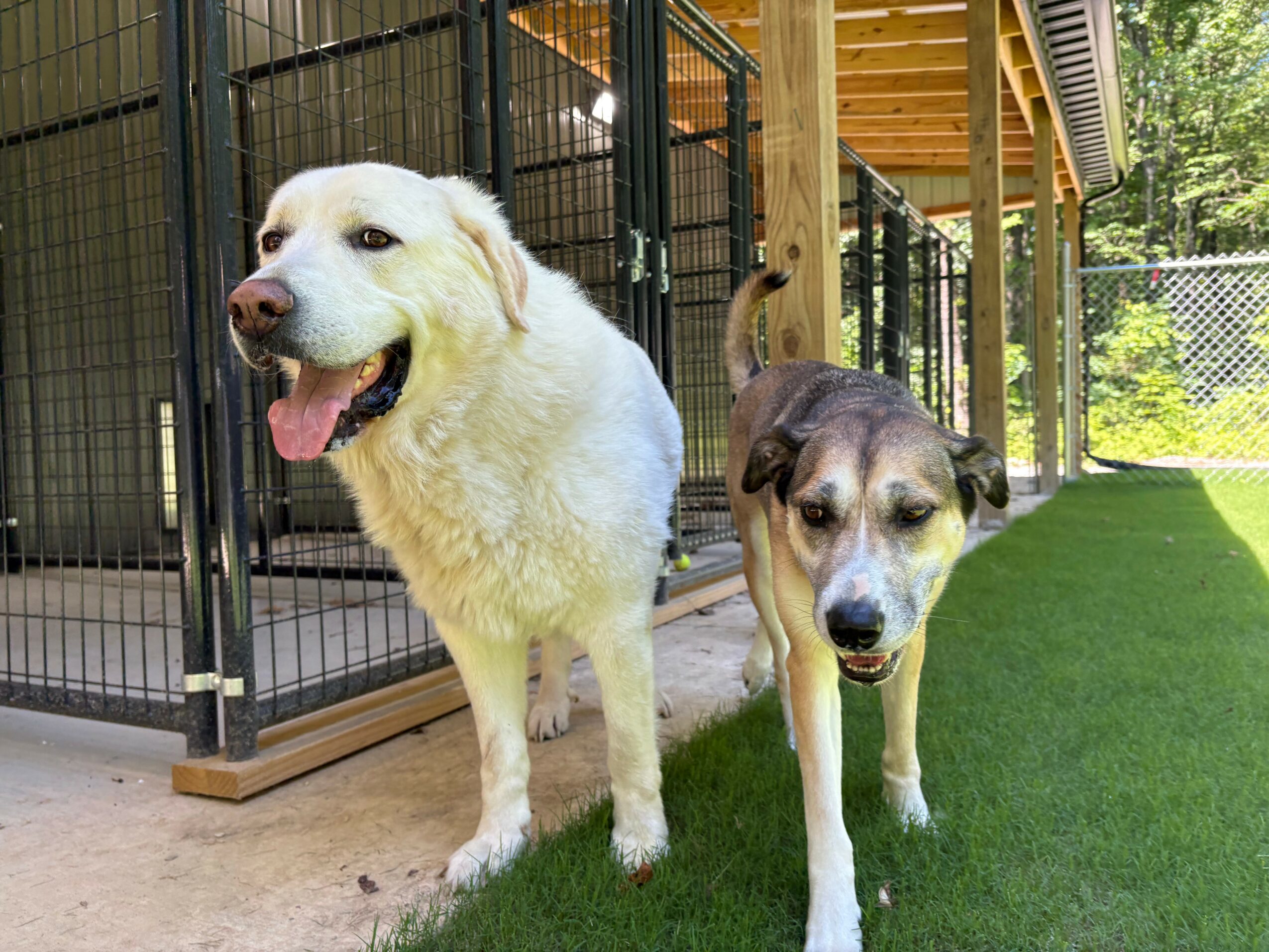 Two dogs standing outside near a kennel and a grassy area, one large white dog and one smaller brown and white dog.