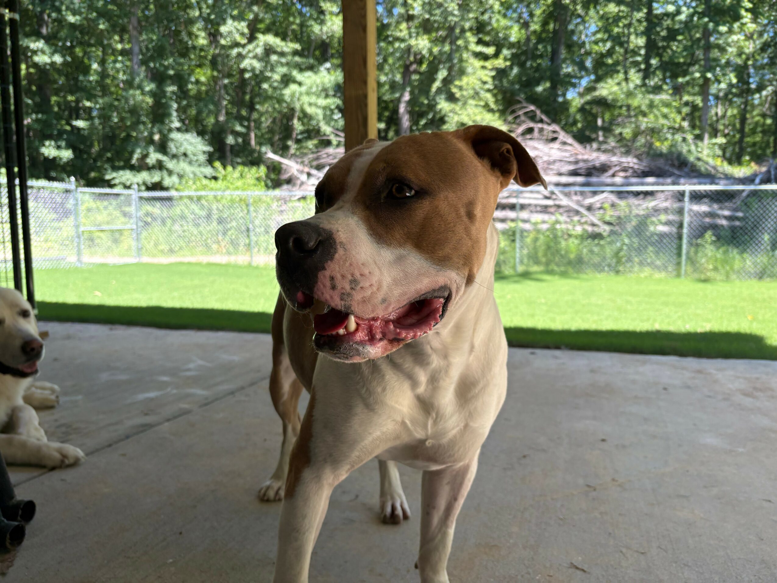 A brown and white dog standing on a concrete surface with a green outdoor background, trees, and a fence.