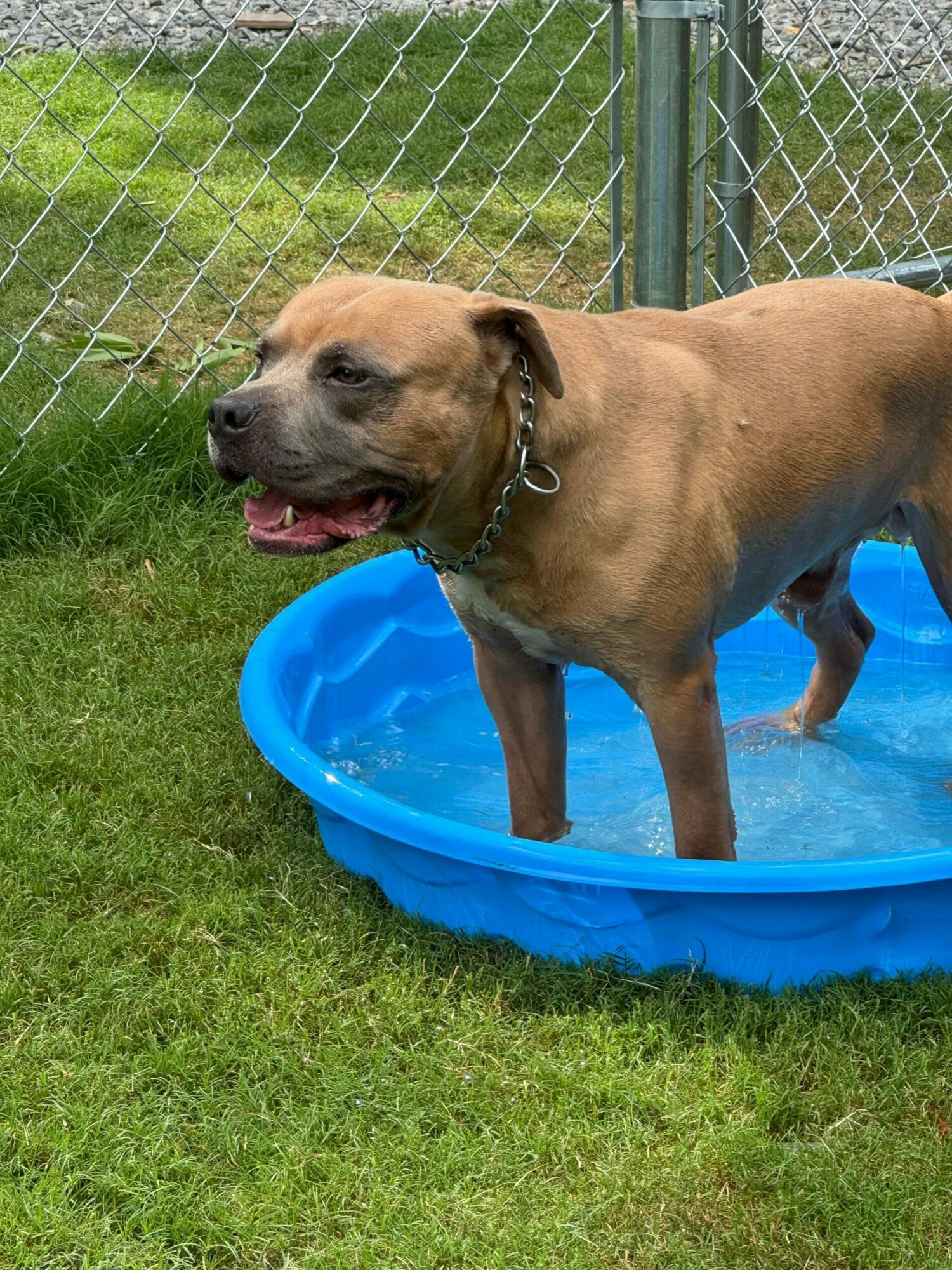 Dog lying in a blue plastic pool on grass, with a chain collar, mouth open, tongue out, eyes closed.