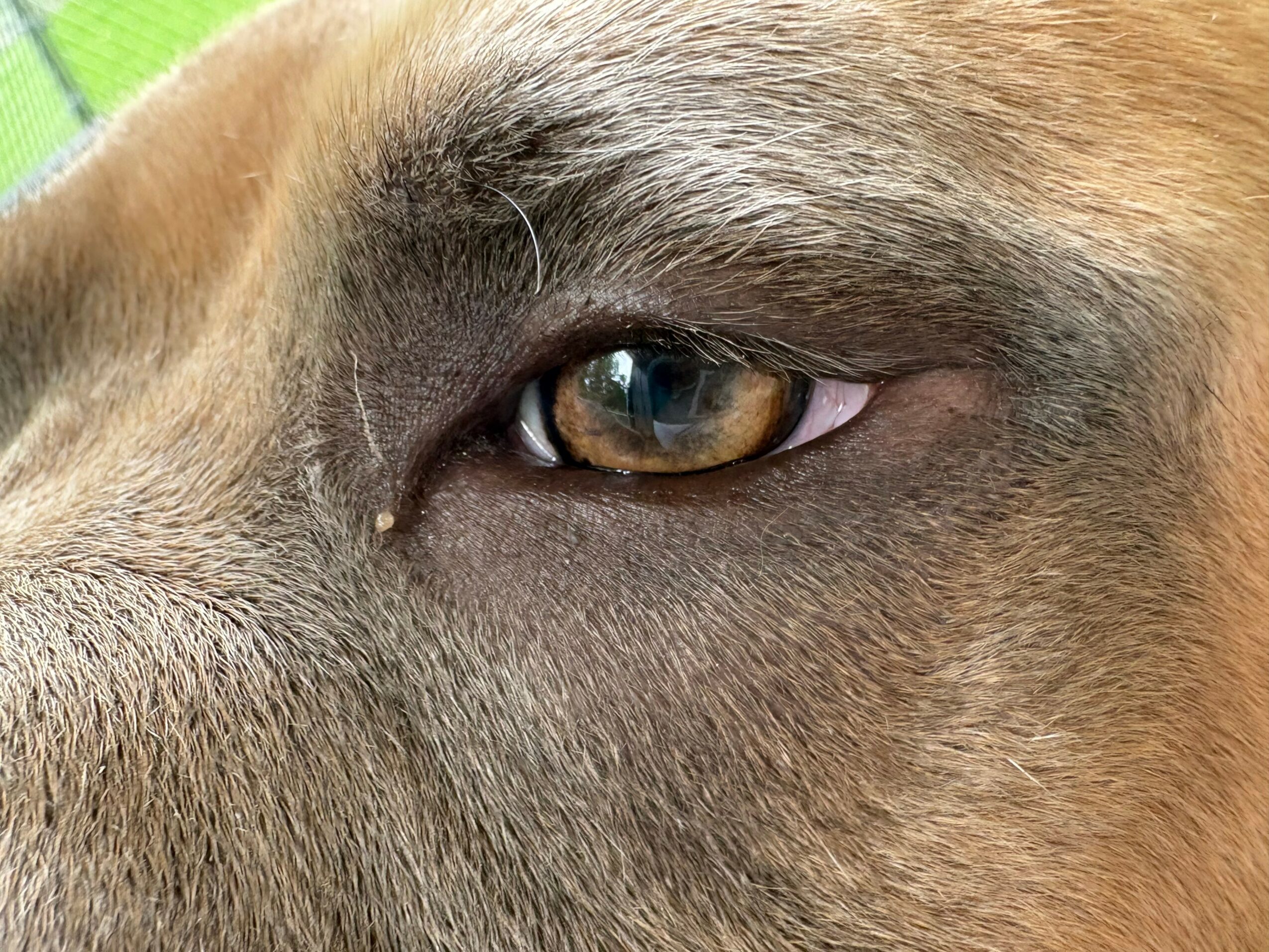 Close-up of a dog's eye and surrounding fur, showing brown and black fur with a visible eye.