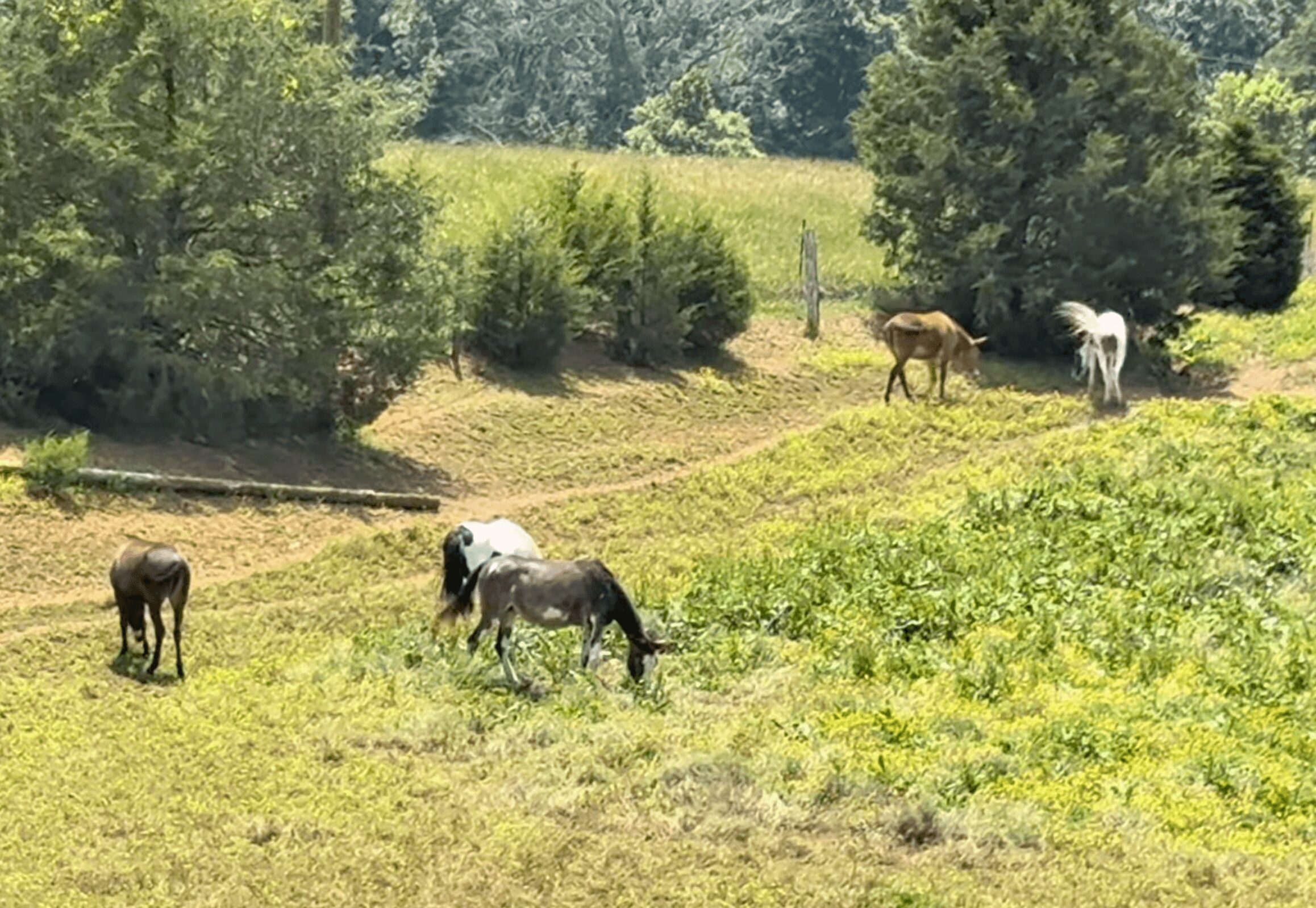 Five horses grazing on a grassy field with trees and bushes in the background.