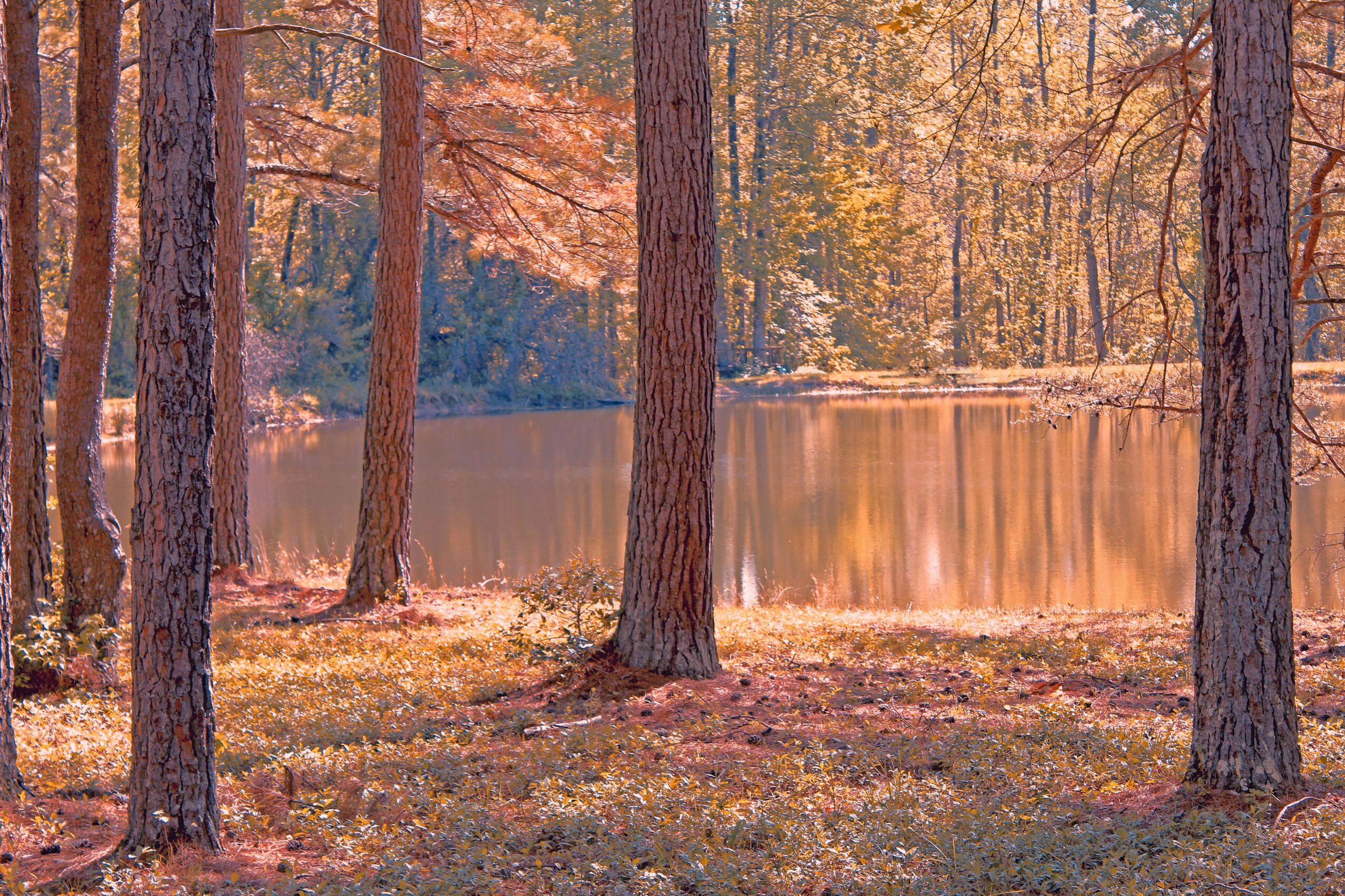 Forest scene with tall trees near a calm lake, autumn foliage, and sunlight filtering through the trees.