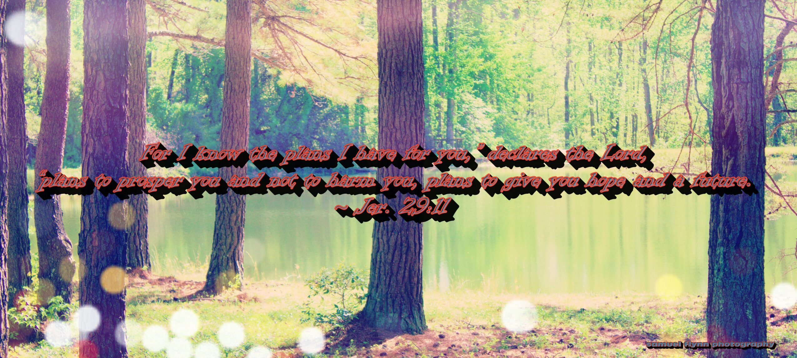 Forest scene with trees and a pond, with text overlay in the middle. Bright sunlight filters through leaves.