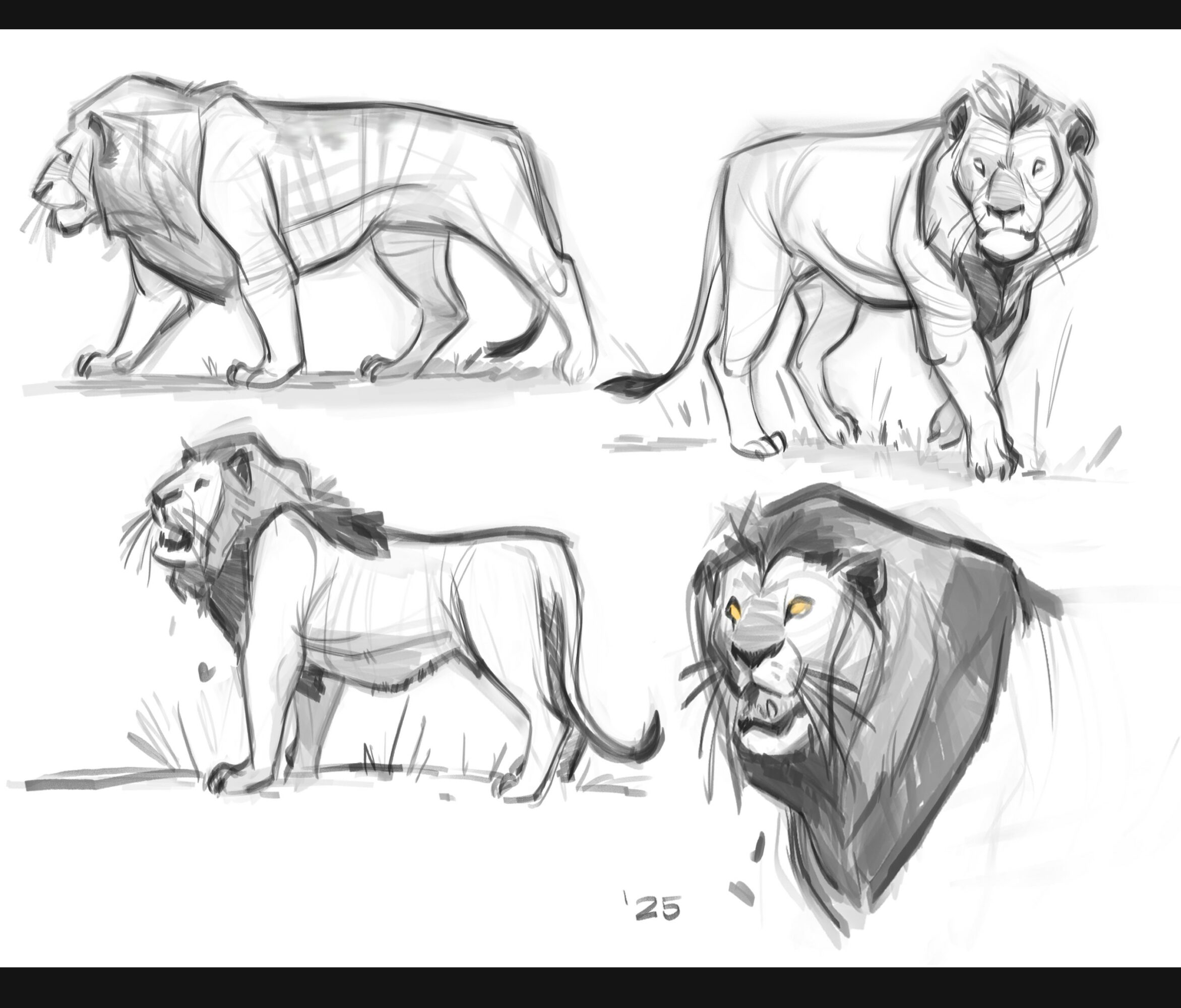Four sketches of lions, each in different poses, drawn in black and white with some shading and details.