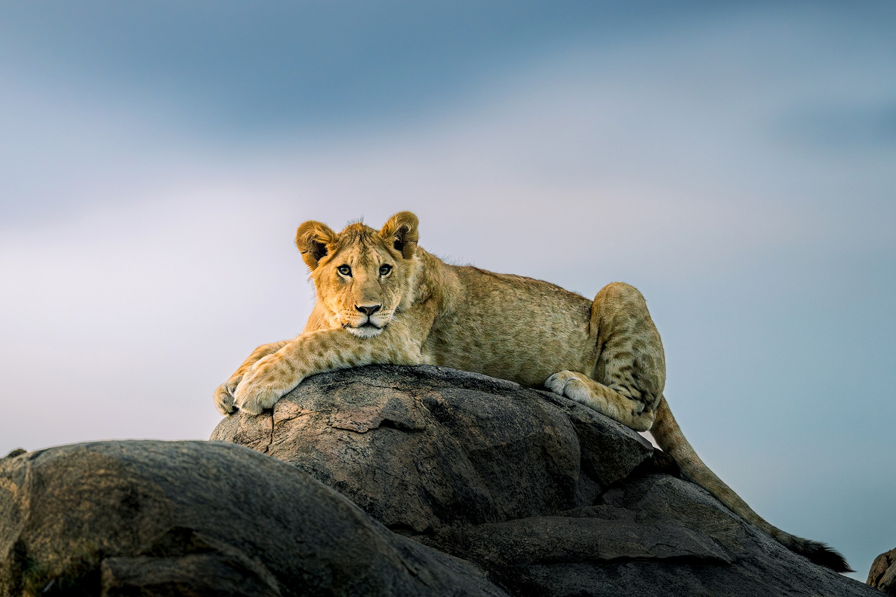 Young lioness lying on a rock with a cloudy sky background.