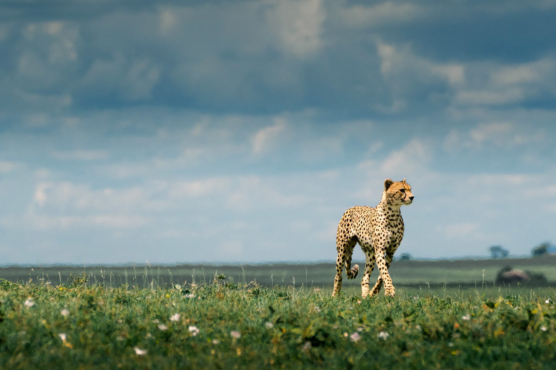 Cheetah standing in a grassy field with a cloudy sky background.