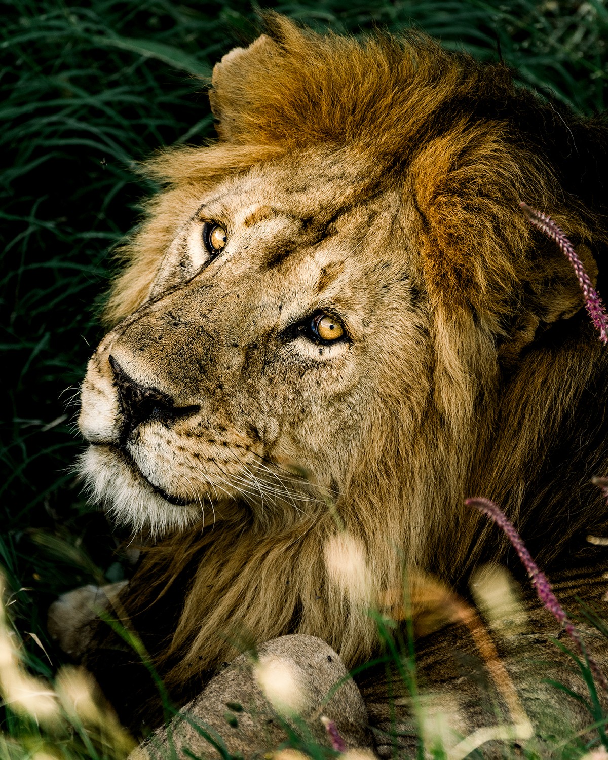 Lion resting among grass and rocks, looking to the side with a calm expression.