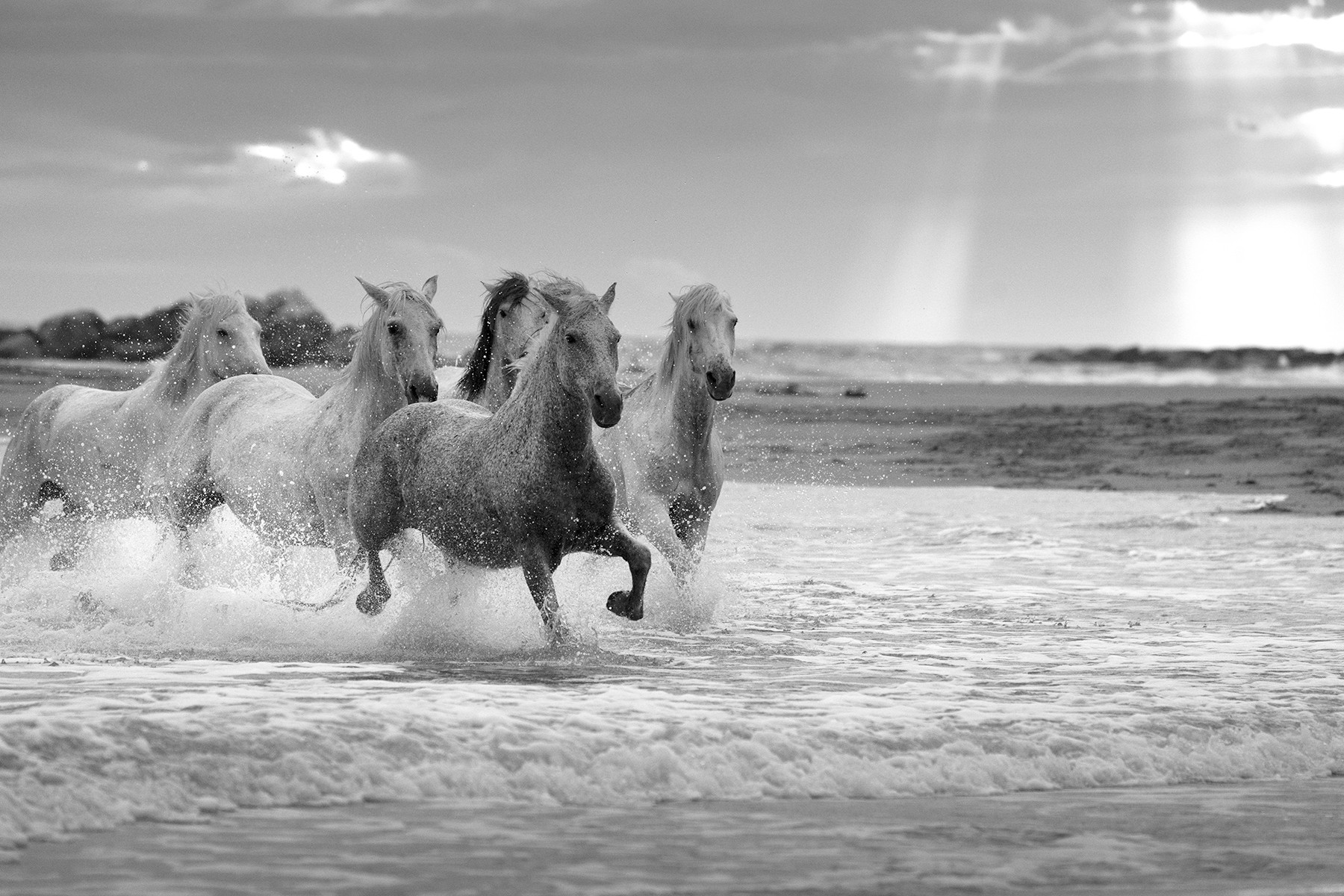 Group of horses running through shallow water on a beach, with sky and horizon in background.