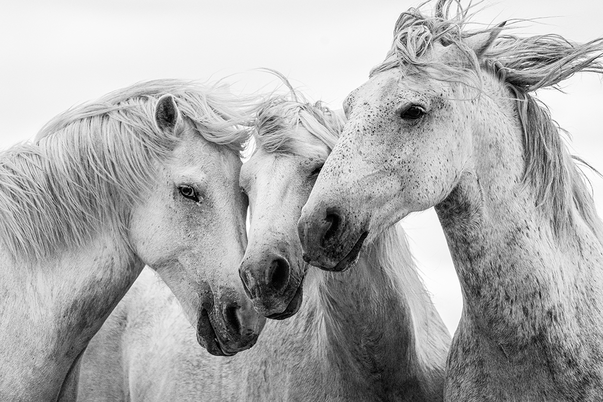 Three horses with light-colored coats face each other, their heads close together, in a black and white photo.