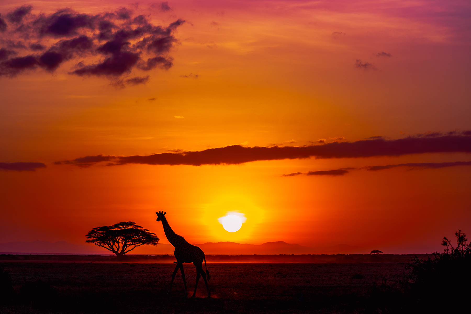 Giraffe standing near a tree during a vibrant sunset with orange and purple sky.