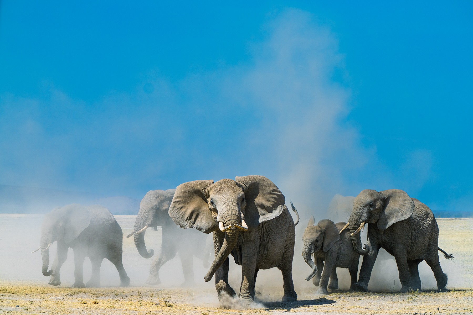 Group of elephants walking on dry land with a blue sky background.