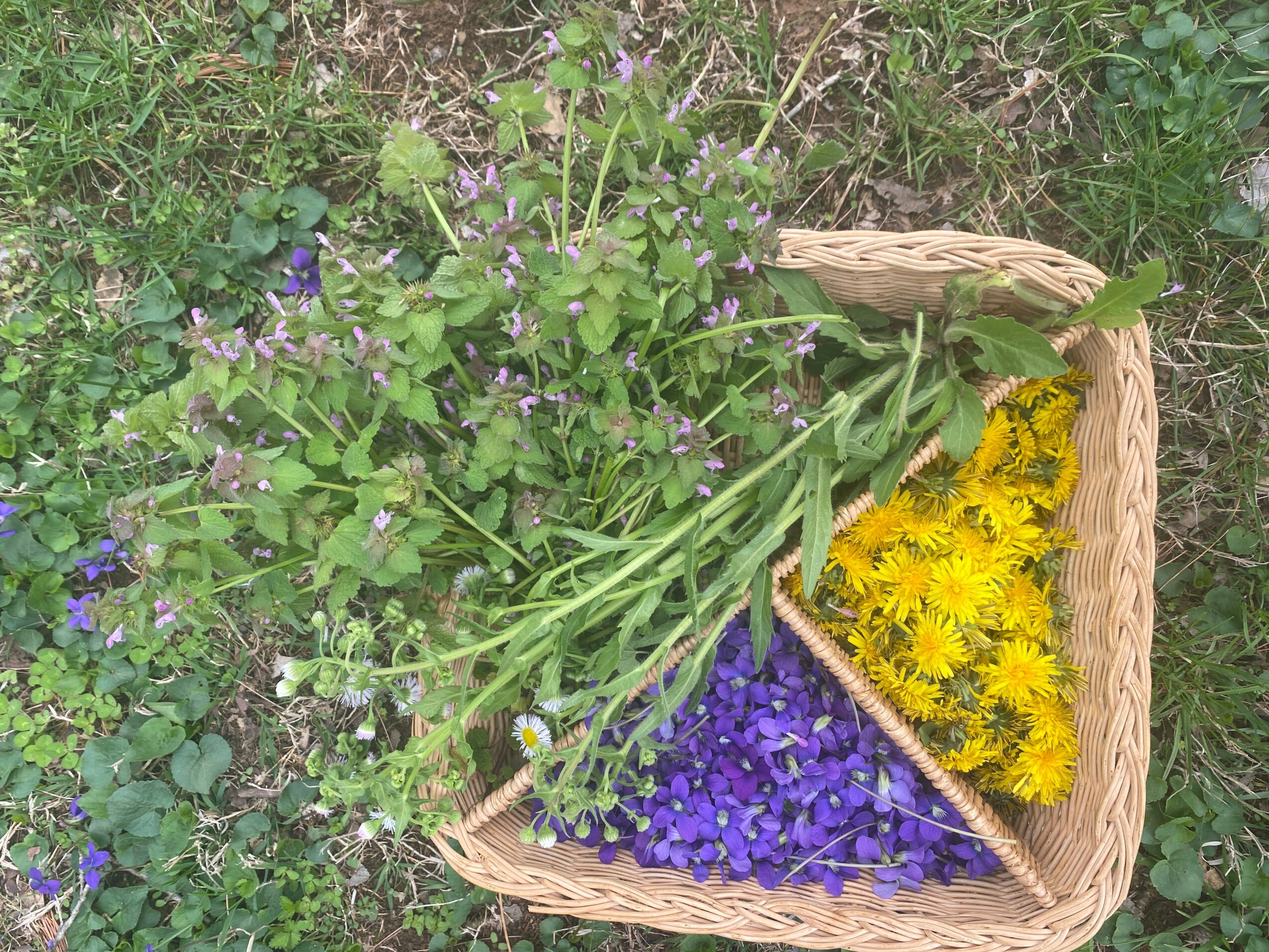 Basket with purple, yellow, and green flowers on grass, viewed from above.