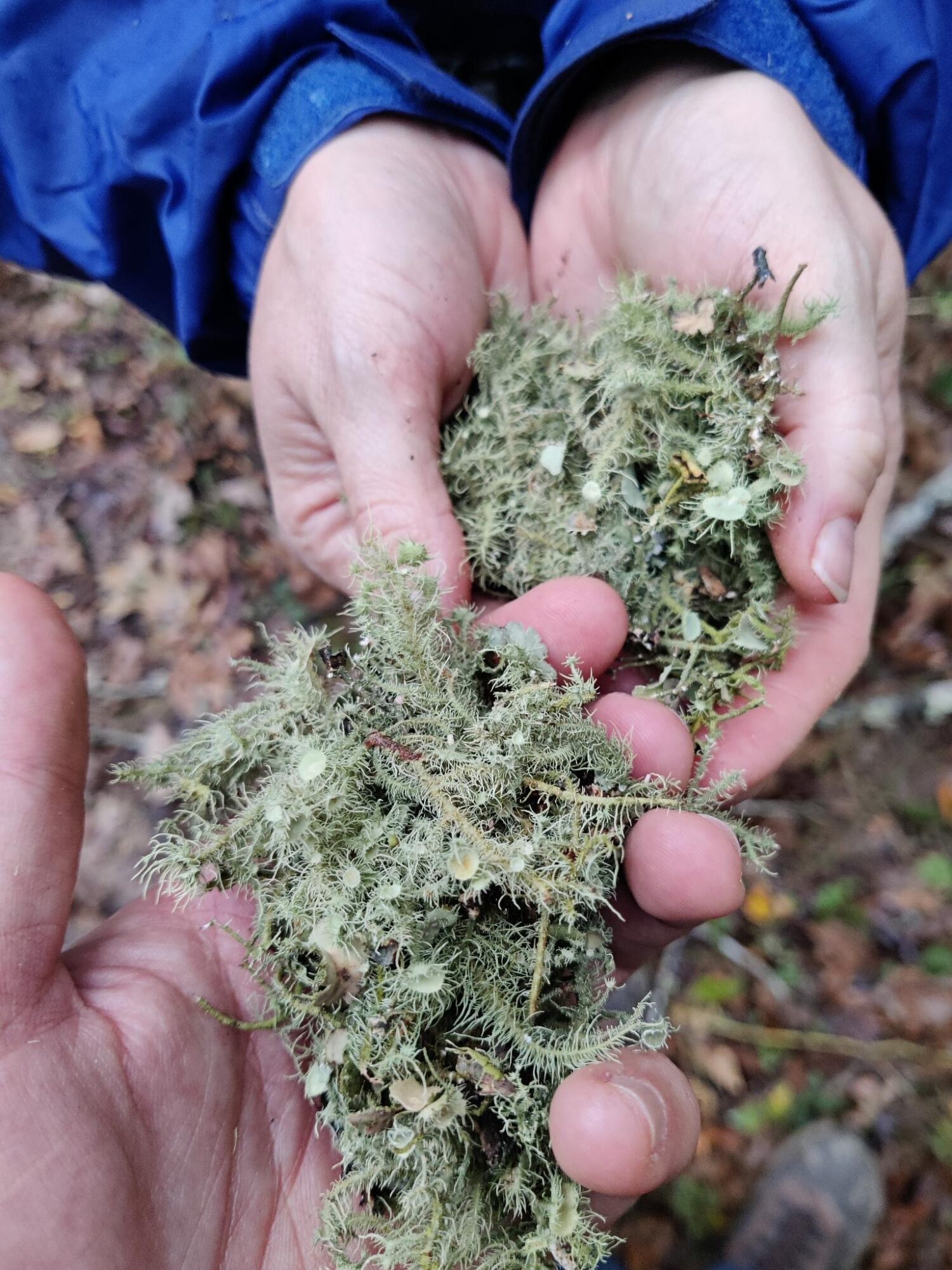 Two hands holding green moss or lichen outdoors, with a blurred natural background.