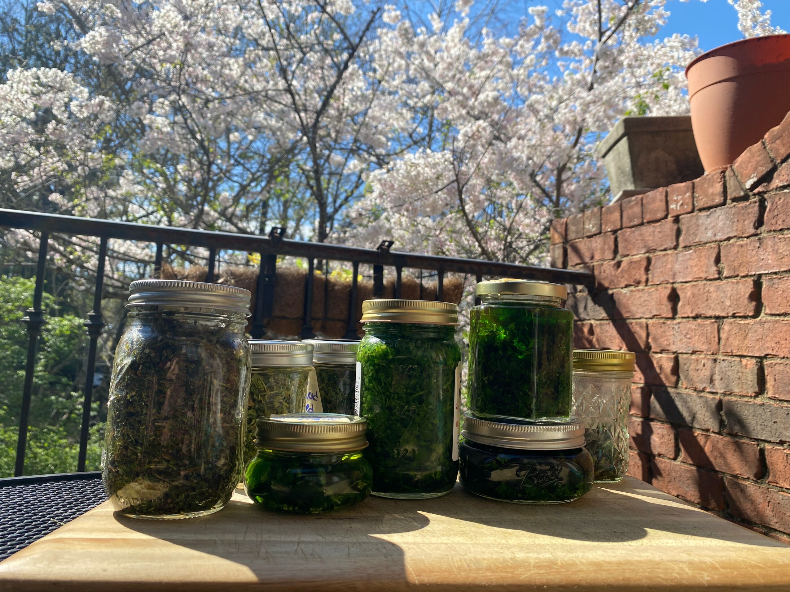 Several glass jars with green plants or herbs on a wooden surface outdoors, with trees and a brick wall in the background.