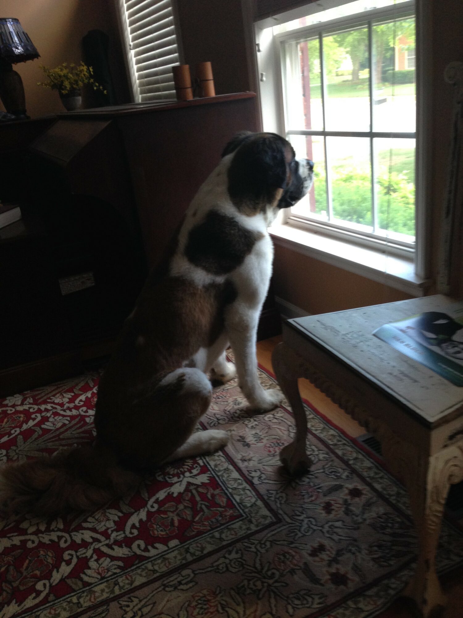 Dog sitting on a rug looking out a window, with furniture and a book nearby.