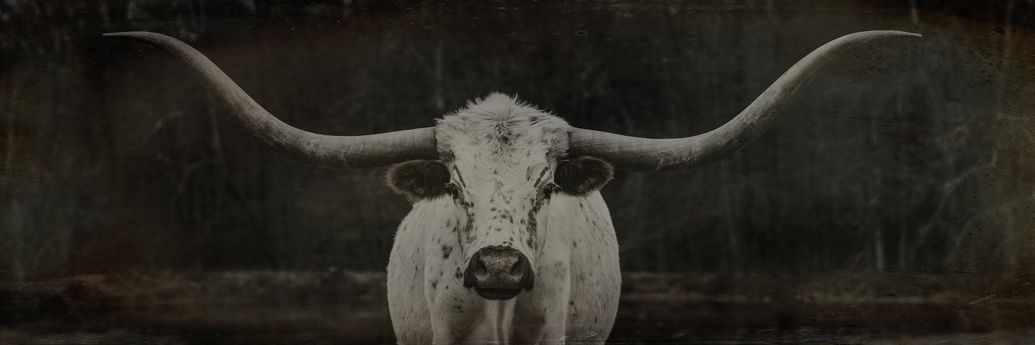 A black and white photo of a cow's head with large curved horns, facing forward.