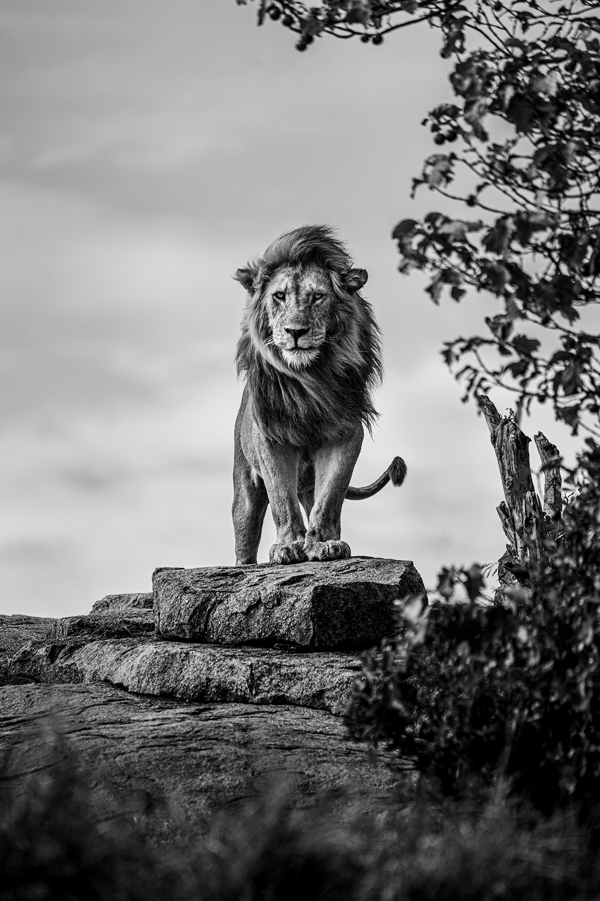 Lion standing on rocks with tree and sky in background, black and white image.