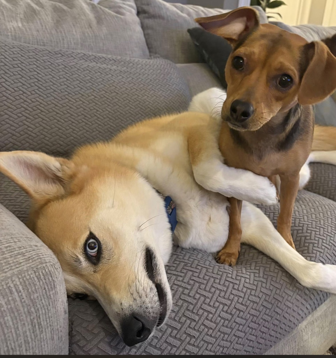Two dogs lying on a gray couch, one with light fur and blue eyes, the other with brown fur and large ears.