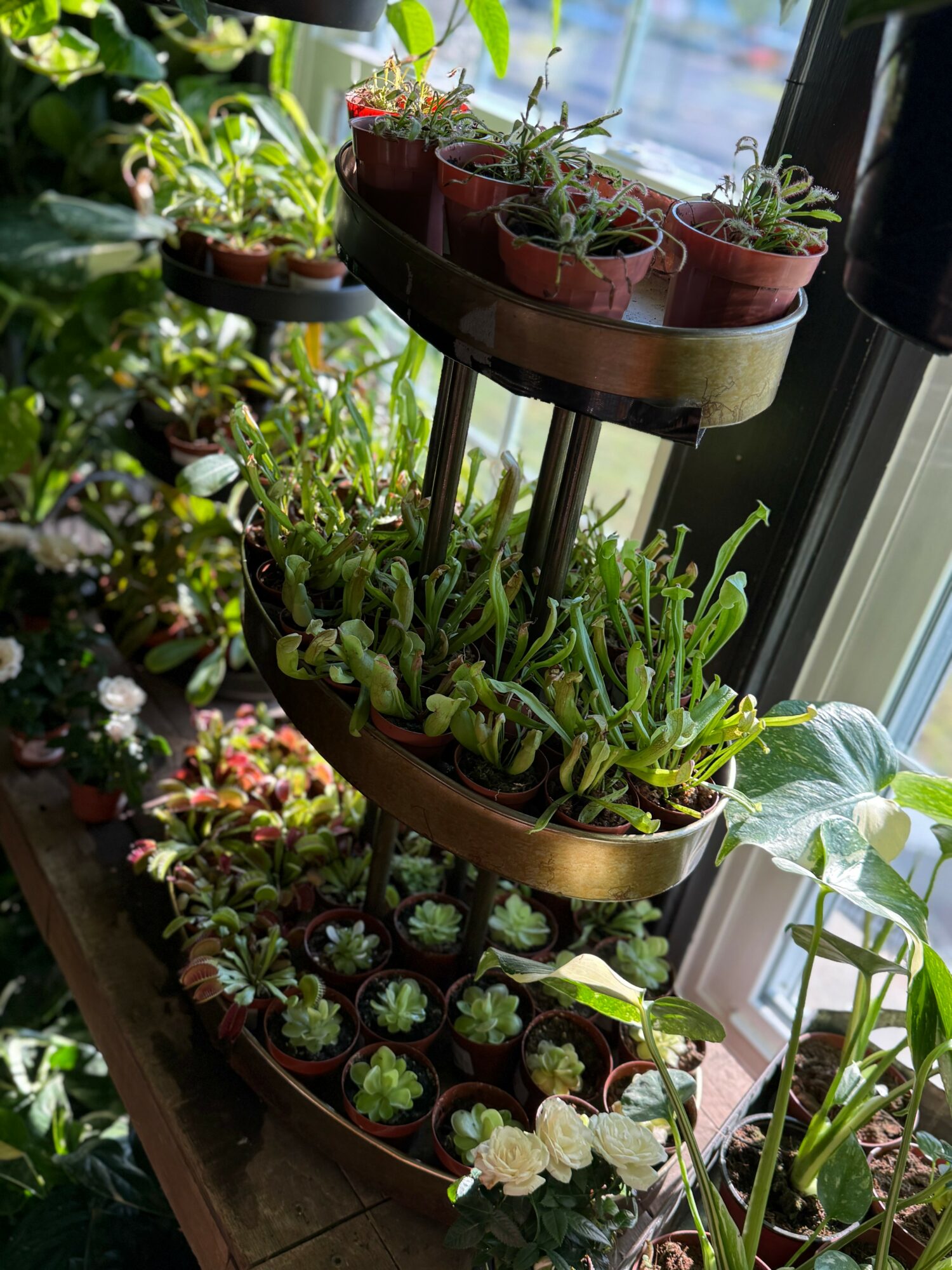 Multiple potted plants on a tiered stand near a window with sunlight, including succulents and flowering plants.