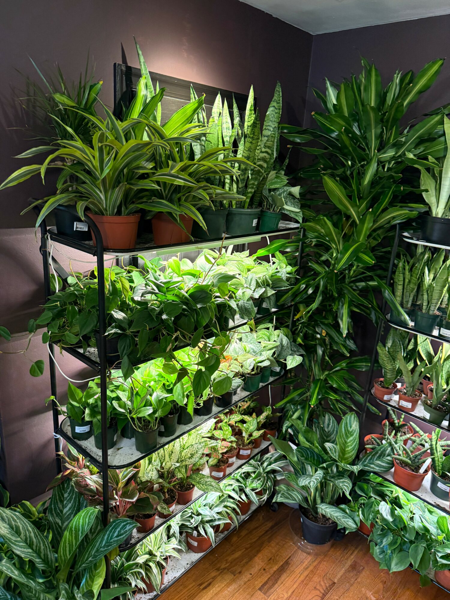 Indoor plant display with various green potted plants on a black metal shelf against a dark wall, wooden floor visible.