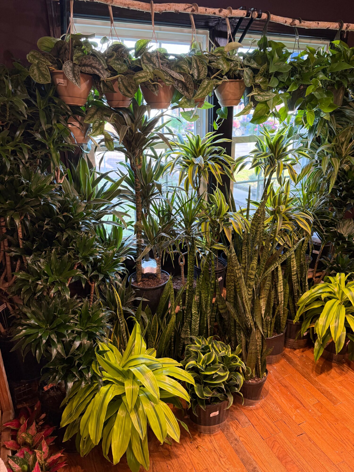 Indoor garden with various potted plants, including tall and leafy ones, near a window with sunlight, on a wooden floor.