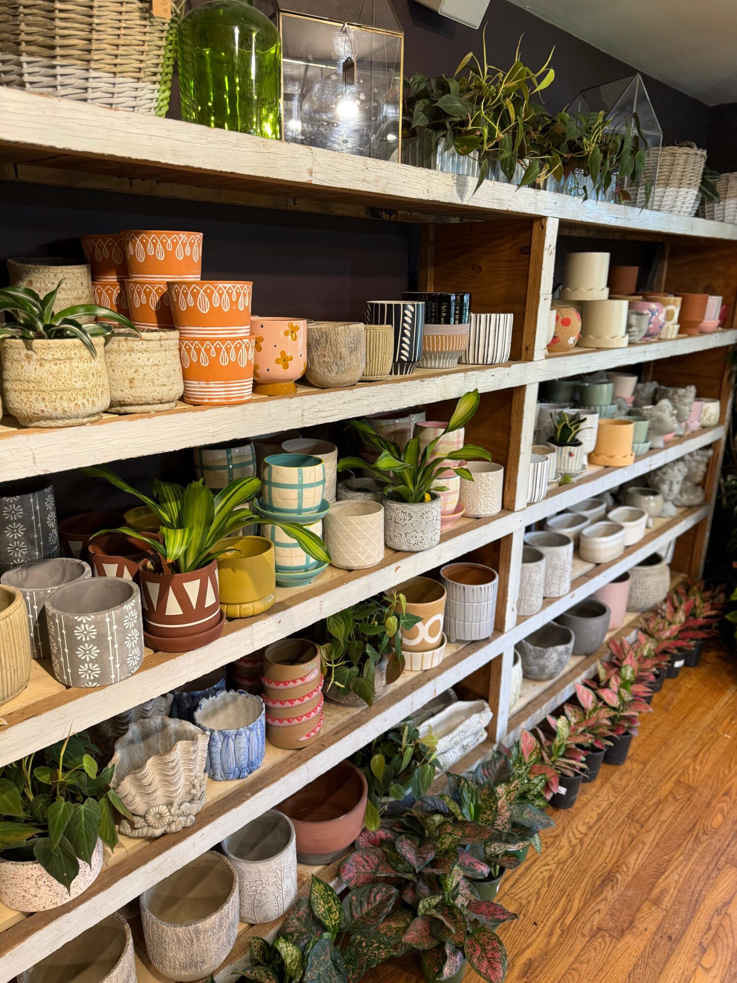 Shelves filled with potted plants, ceramic pots, and decorative items in a store, with a wooden floor below.