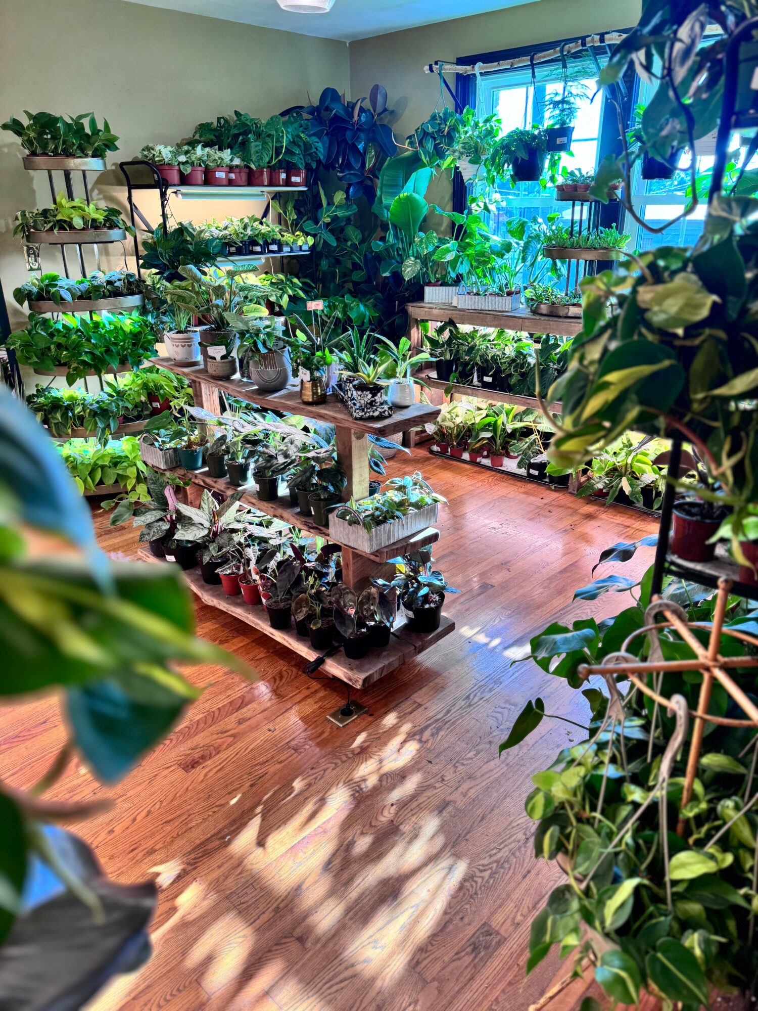 Room filled with various potted plants on shelves and tables, sunlight streaming through window, wooden floor, lush greenery.
