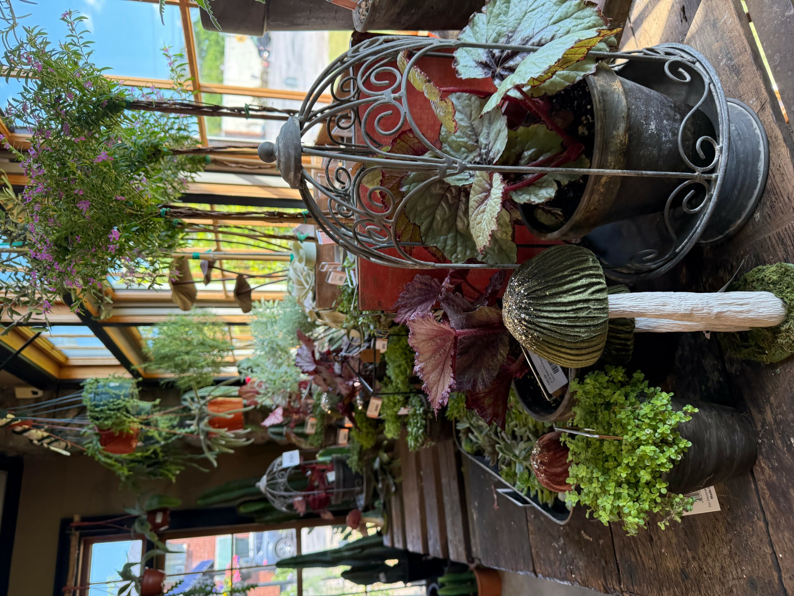 Various potted plants and garden decorations on a wooden surface outdoors, with a background of trees and a building.