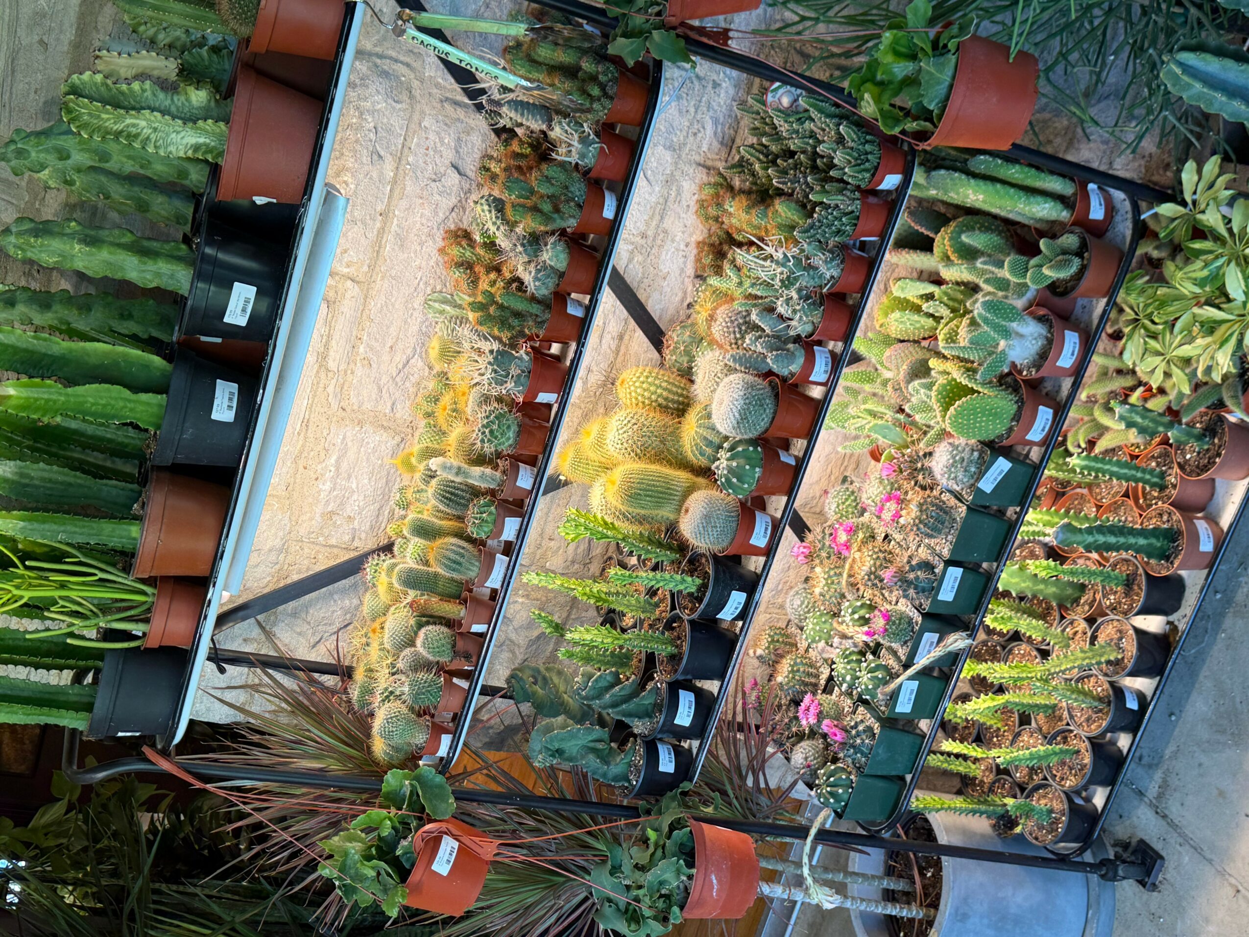 Three metal shelves with potted cacti and succulents, arranged outdoors among other plants.