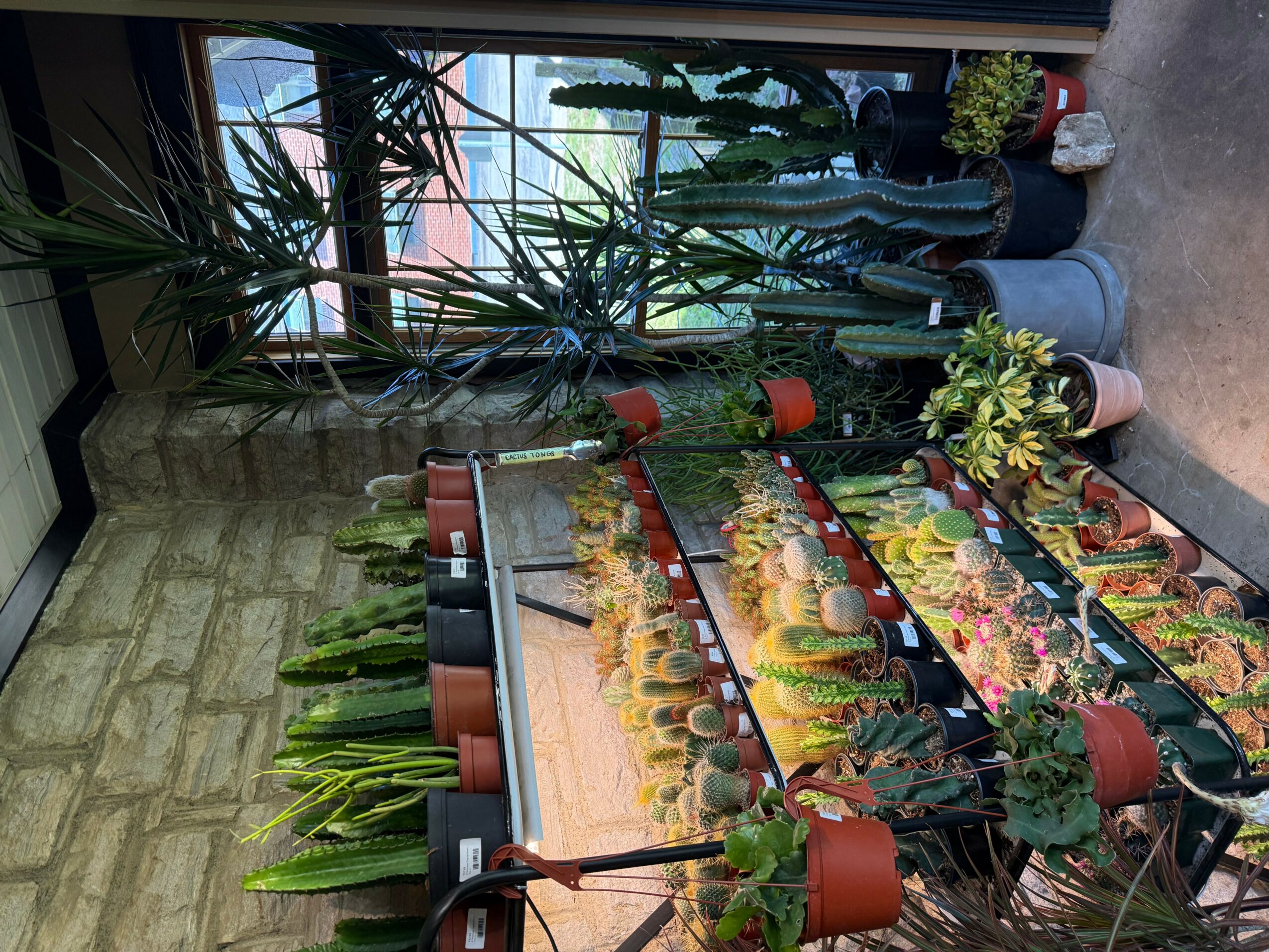 Indoor garden with potted plants and trays of seedlings near a window, sunlight streaming in.
