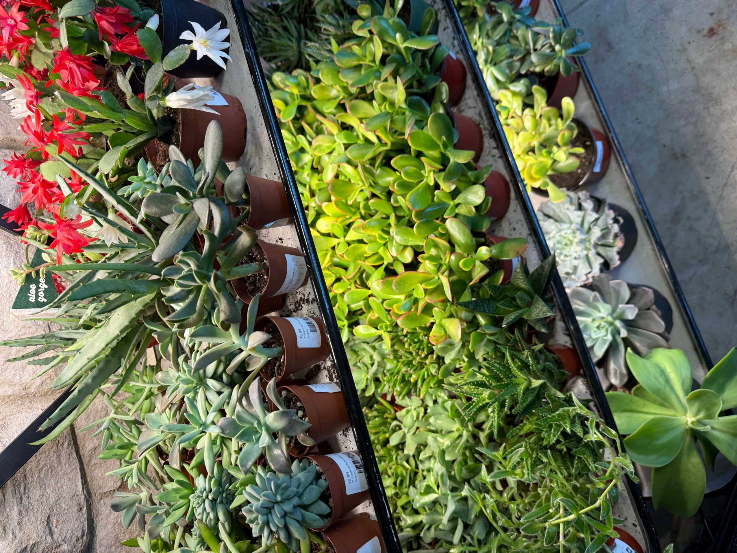 Rows of potted plants with green leaves and flowers on a metal rack, sunlight shining on them.
