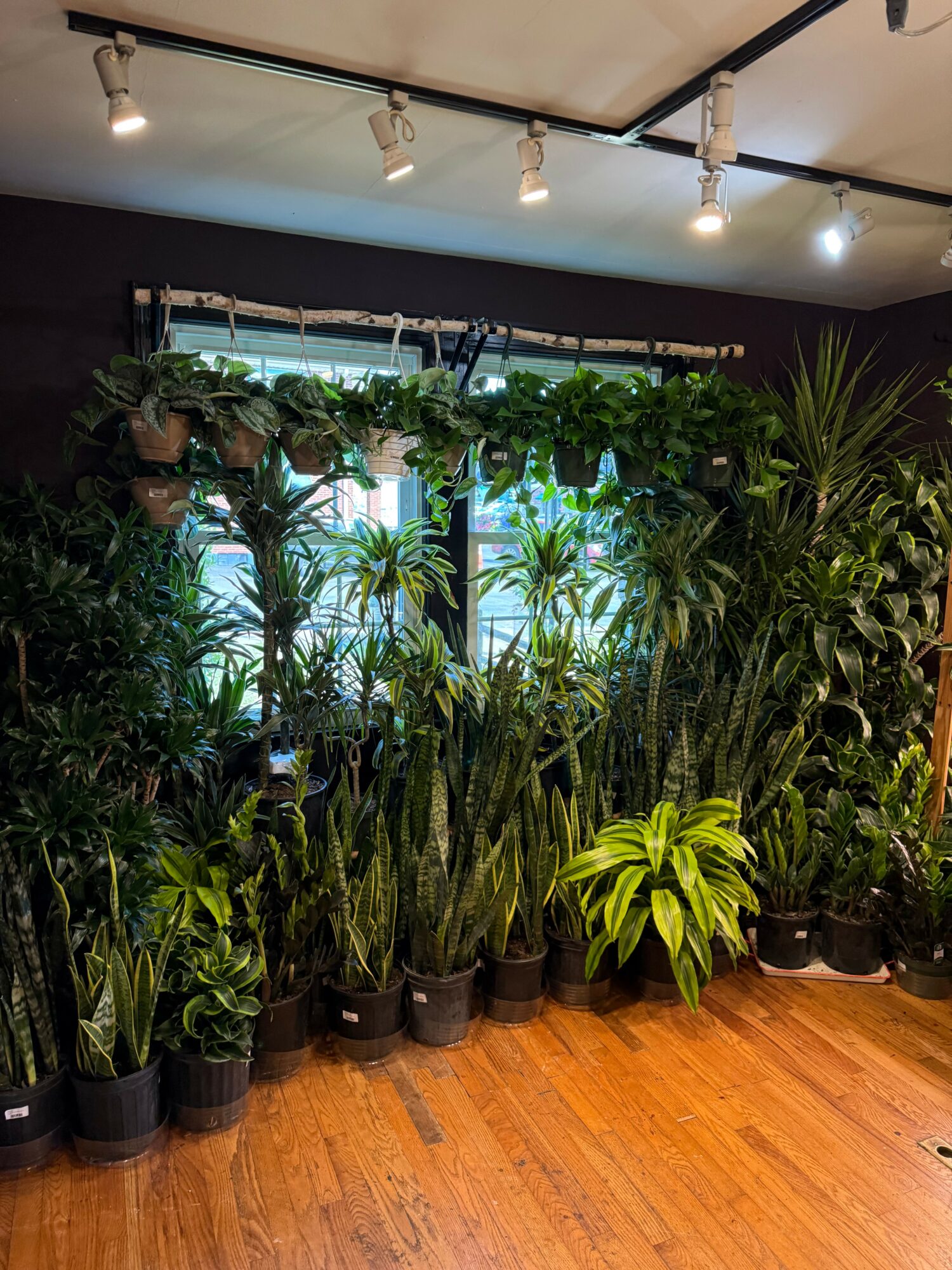 Indoor display of various potted green plants near a window with natural light, on a wooden floor.