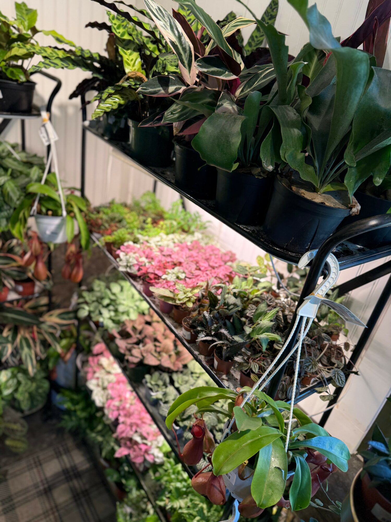 Various potted plants and flowers on shelves and the ground in a garden or greenhouse setting.