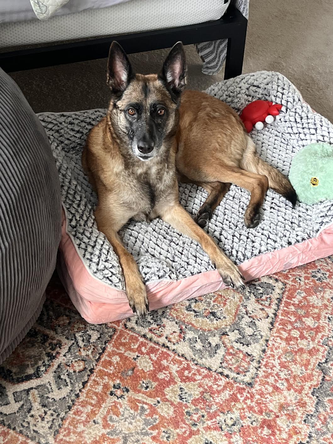 Dog lying on a cushioned bed with toys, on a patterned rug, in a room with carpet and furniture.