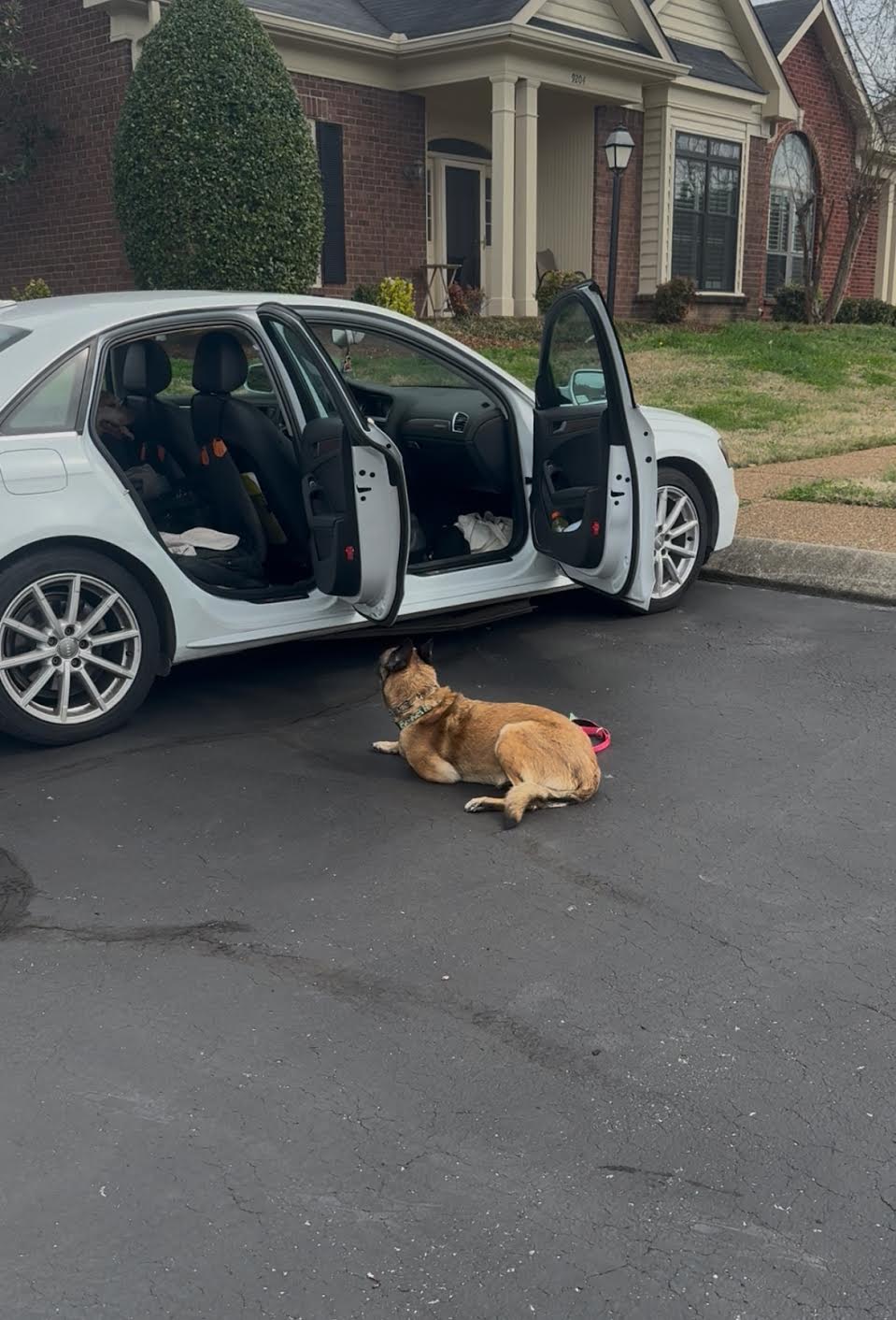 Dog lying on the street near an open car door, with a person inside the car, in front of a house with a lawn.