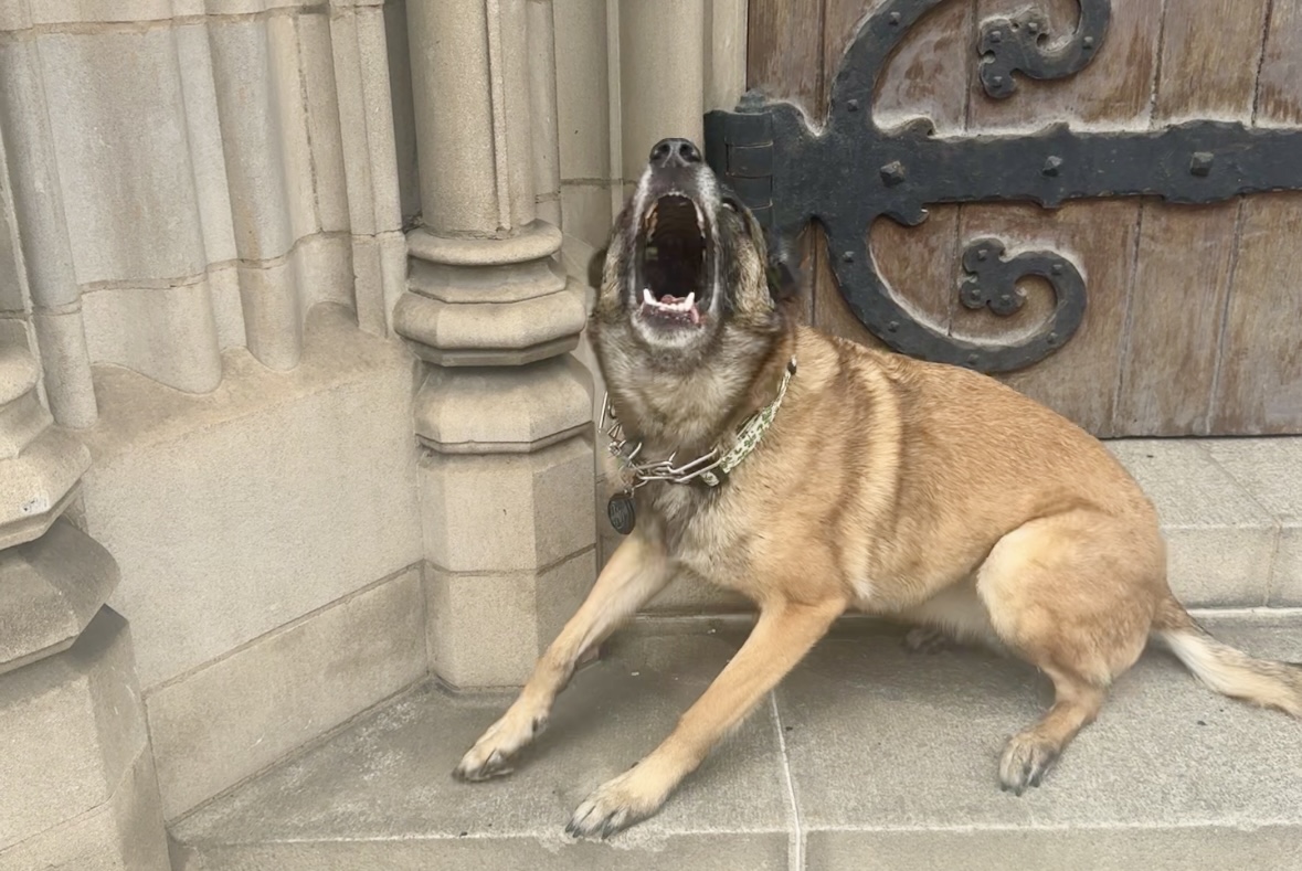 Dog sitting on steps with mouth open, near a wooden door and stone columns.