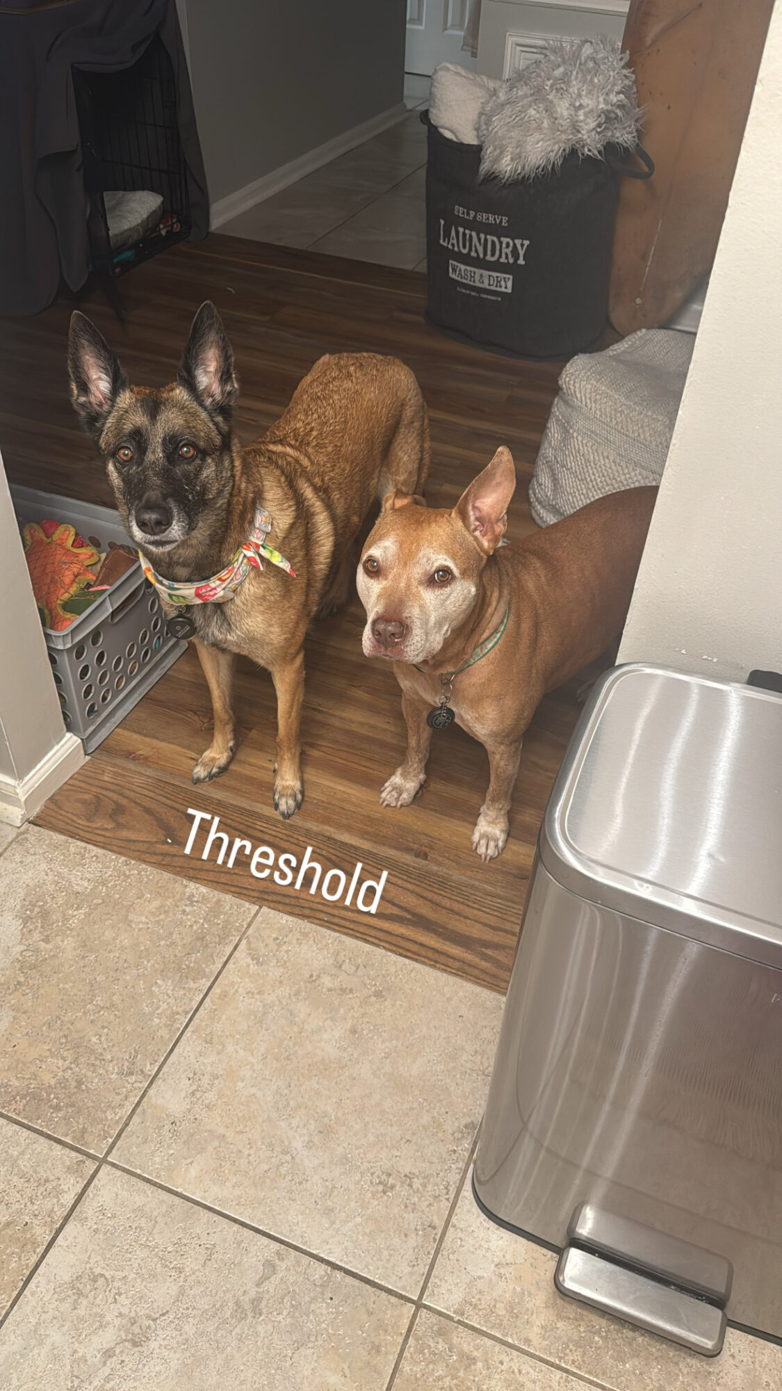 Two dogs standing on a wooden floor near a trash can and a basket, with a doorway in the background.