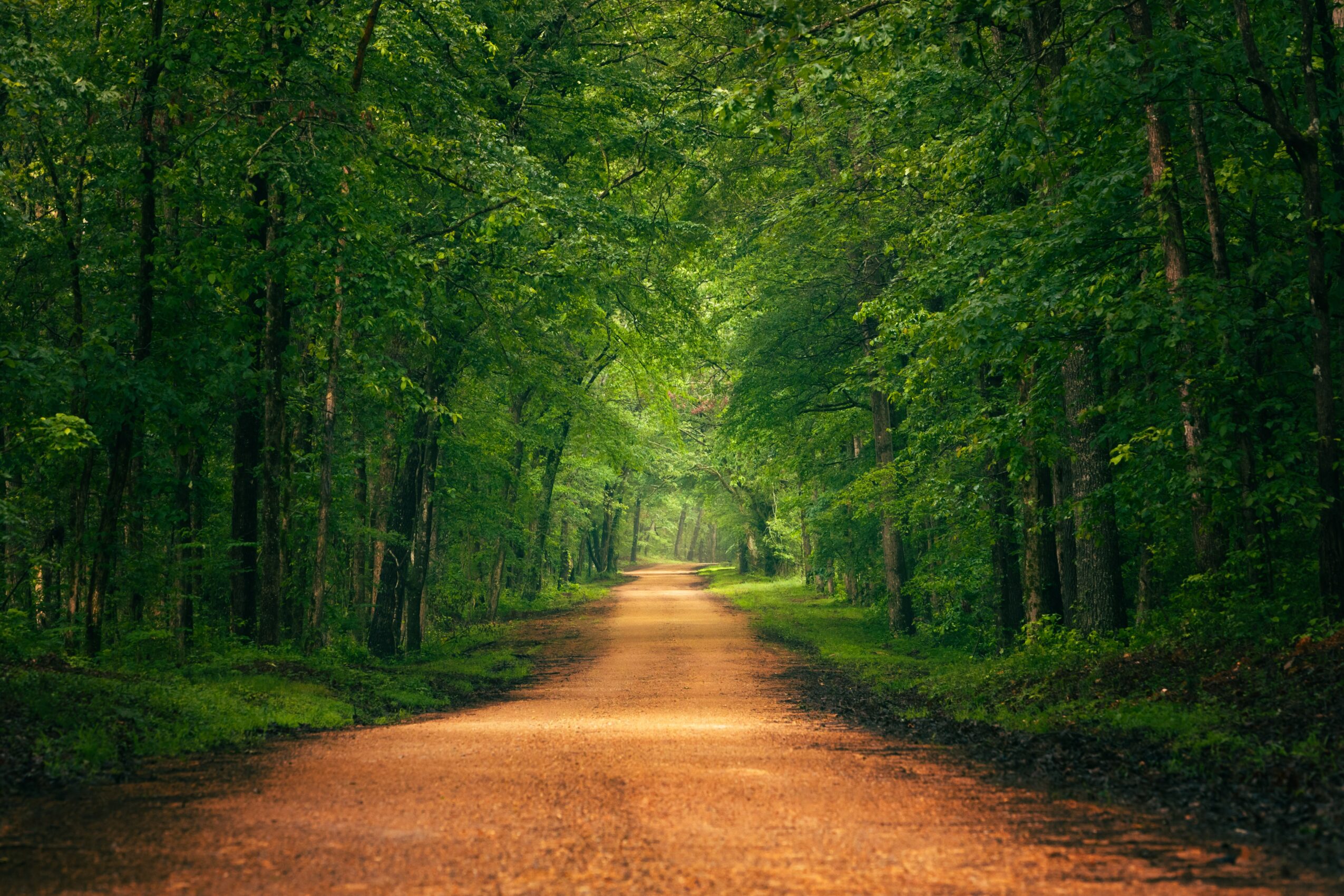 A straight dirt path through a dense green forest with tall trees and lush foliage.